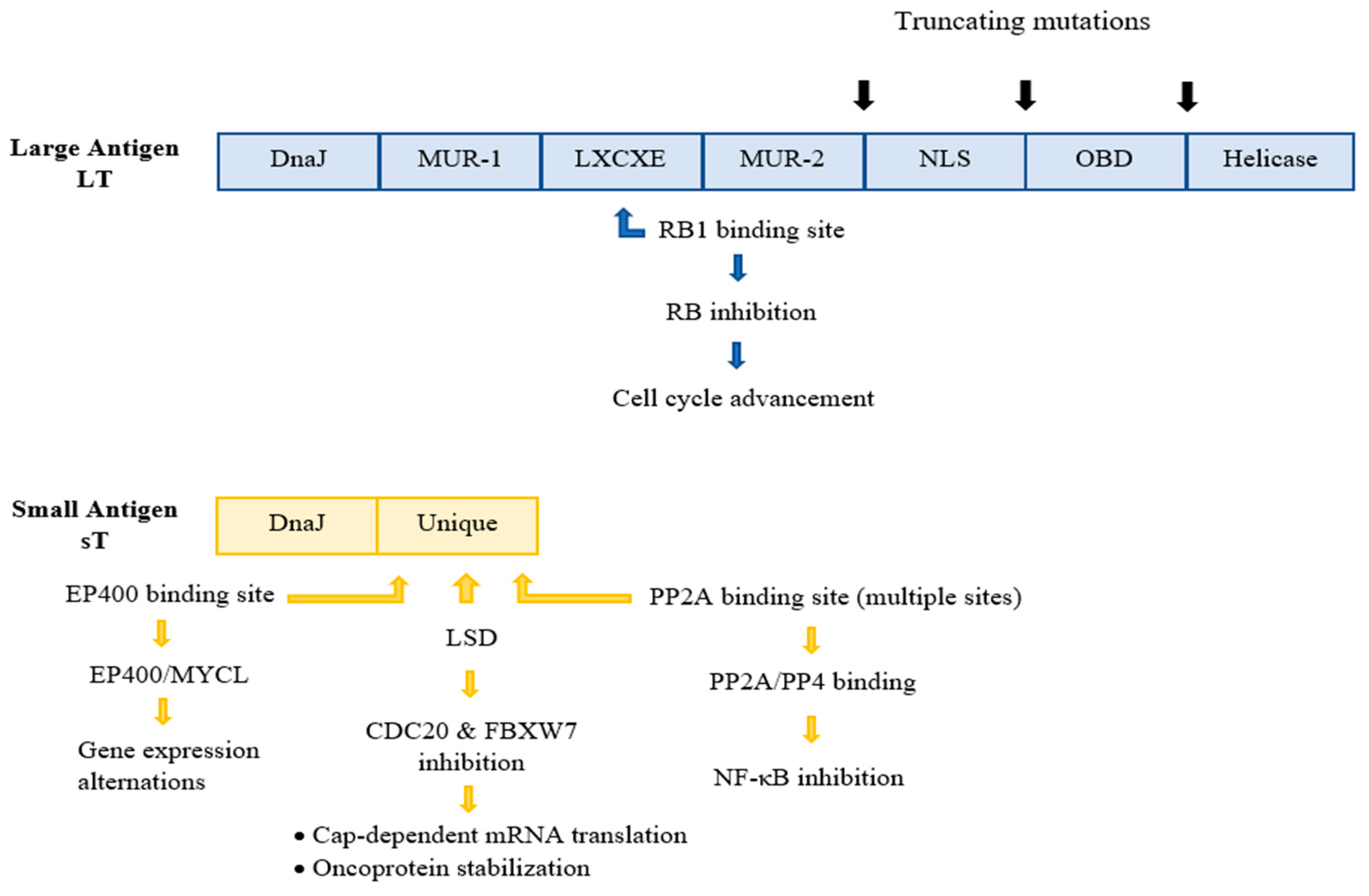 Cancers 14 05548 g002 Cancers 14 05548 g002
