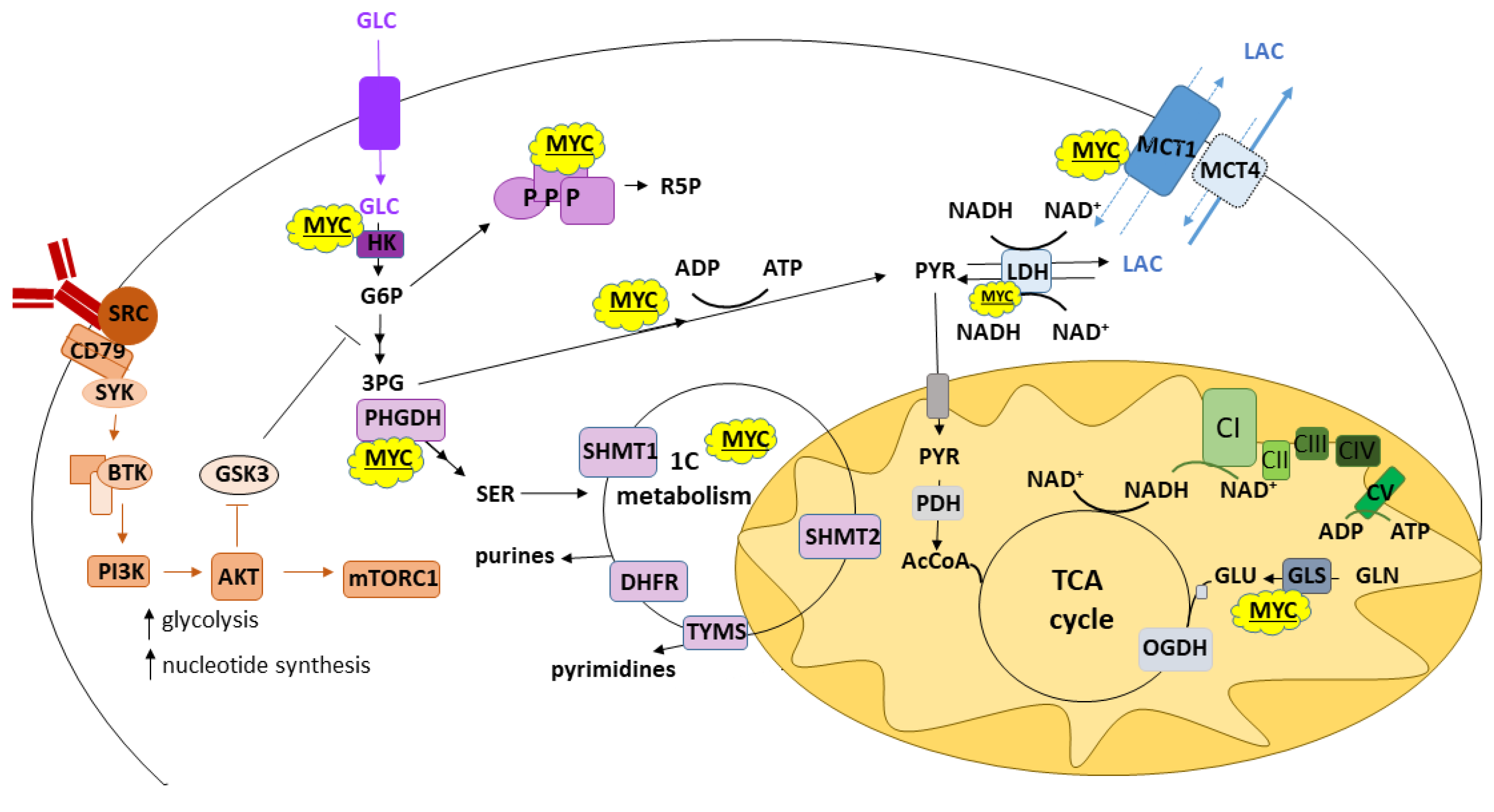 Cancers 14 05552 g001