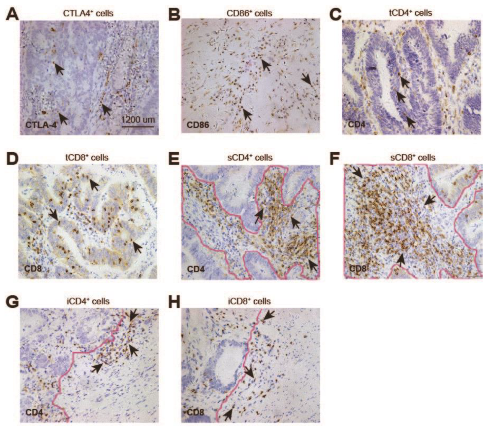 Cancers 14 05573 g001 Cancers 14 05573 g001