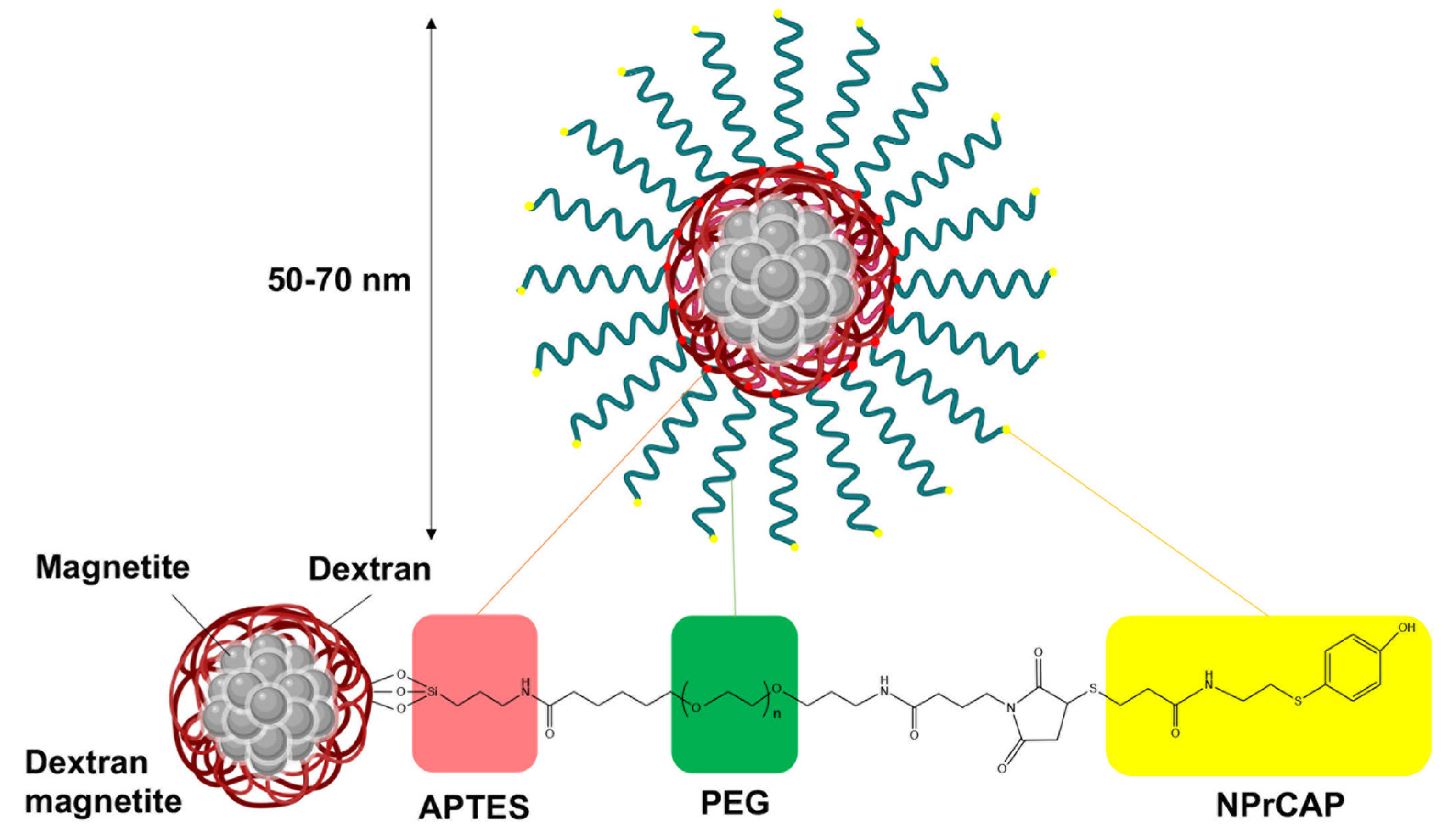 Cancers 14 05588 g004