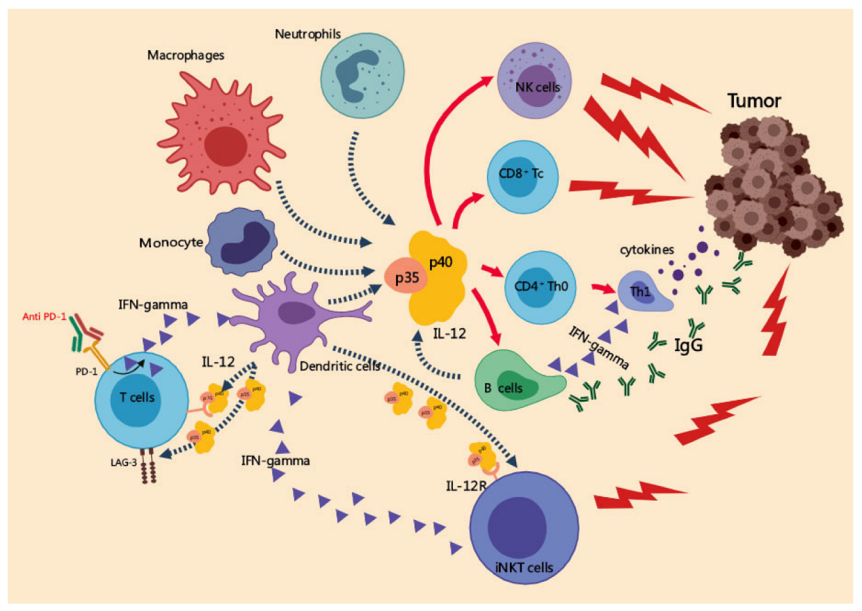 Cancers 14 05592 g002