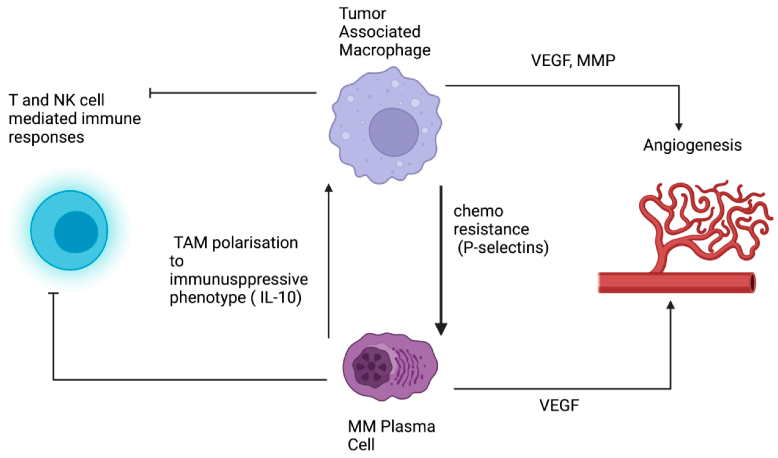 Cancers 14 05654 g001