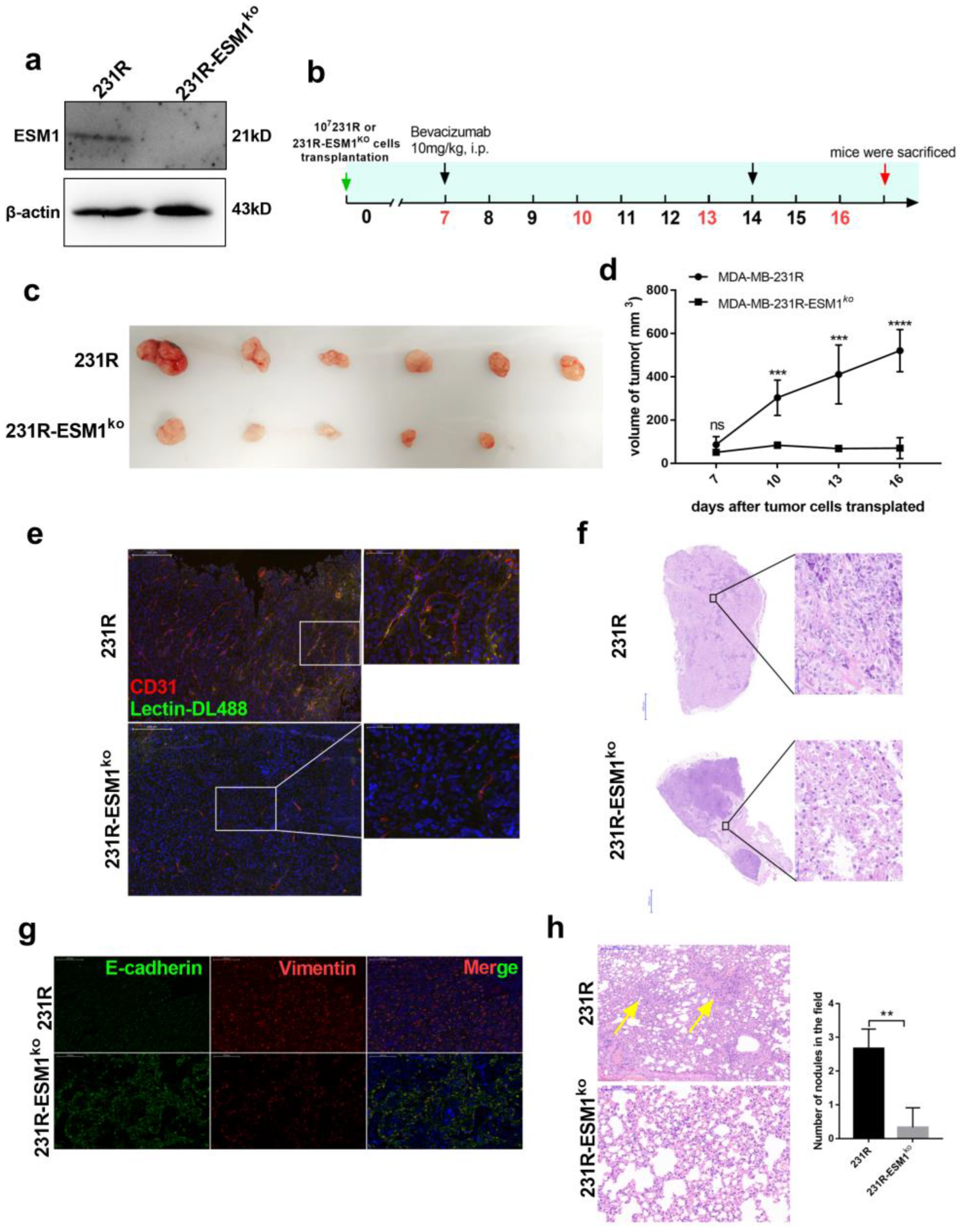 Cancers 14 05681 g007