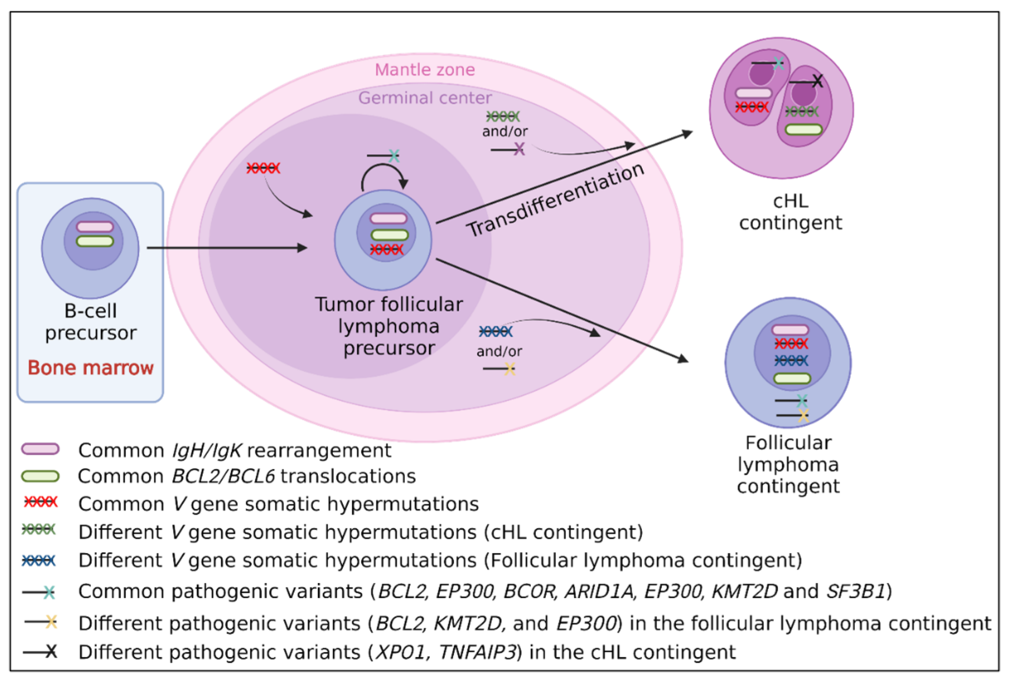 Cancers 14 05695 g003