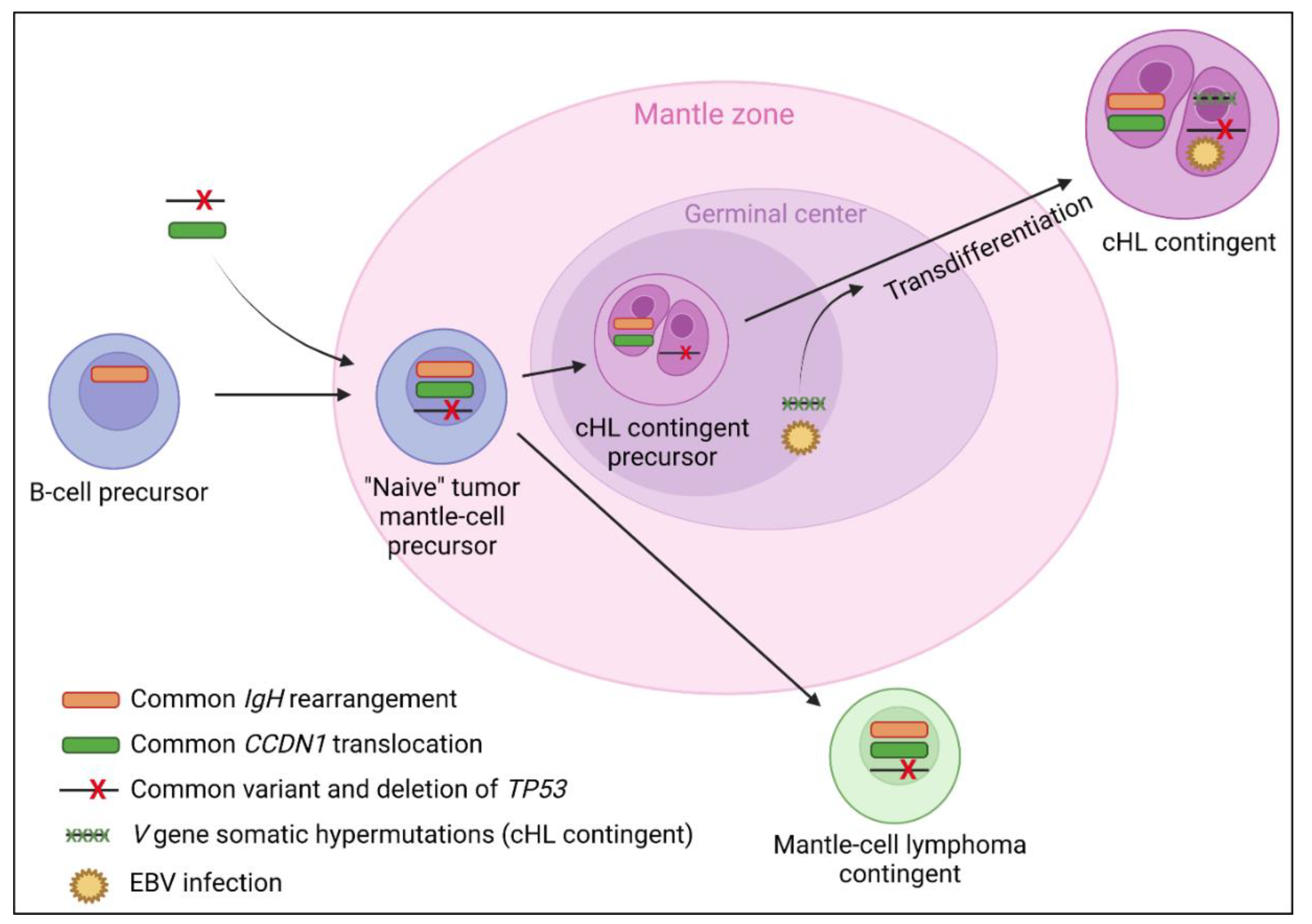 Cancers 14 05695 g004