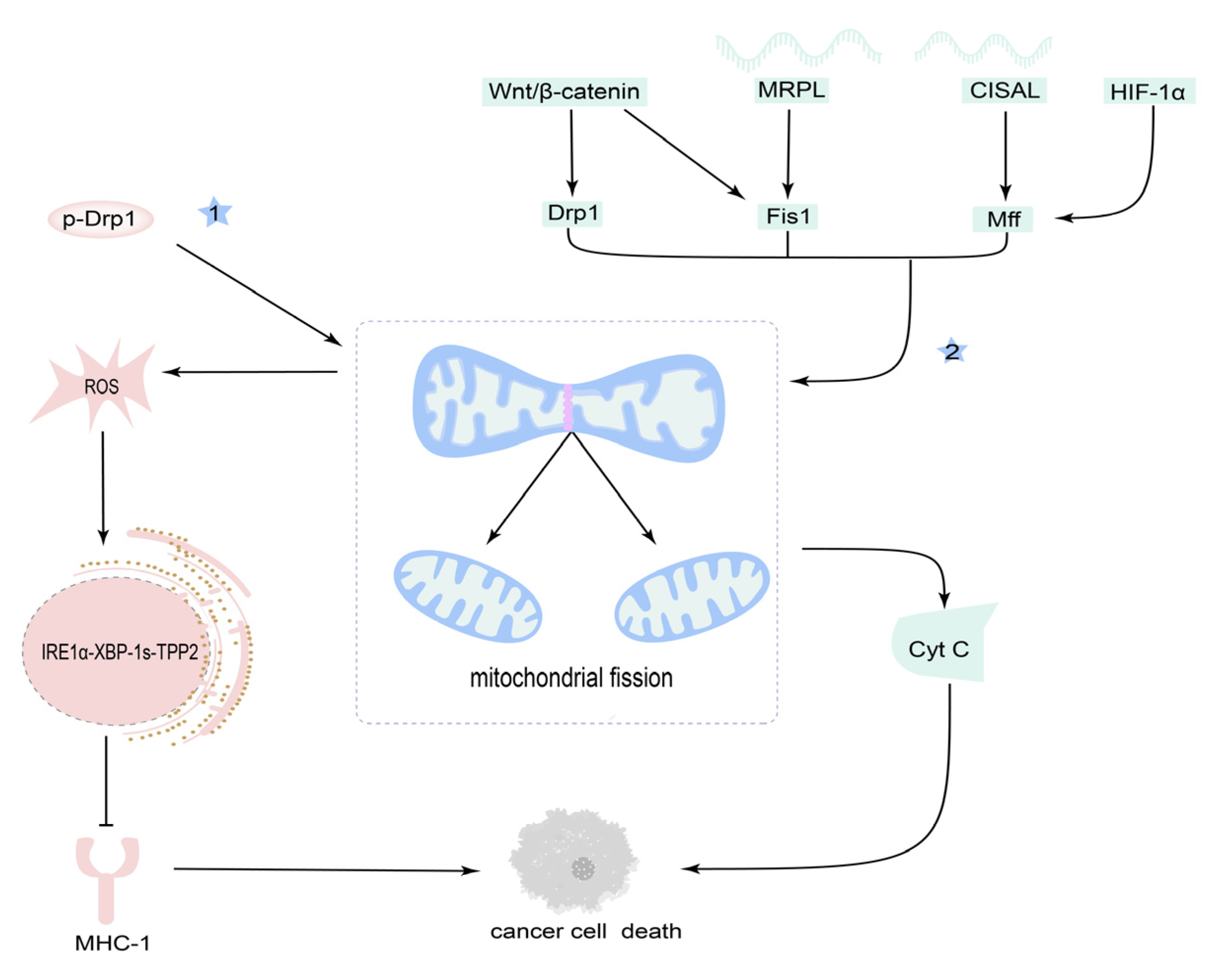 Cancers 14 05723 g004 Cancers 14 05723 g004