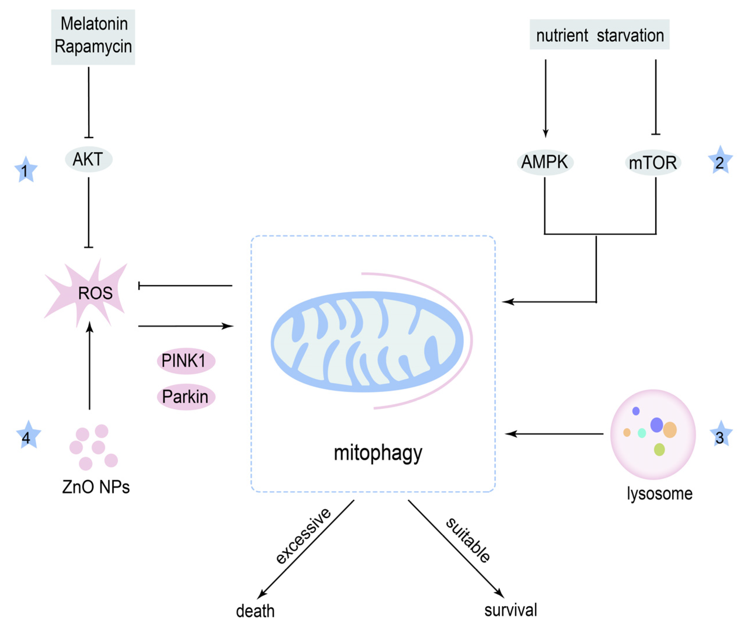 Cancers 14 05723 g005 Cancers 14 05723 g005