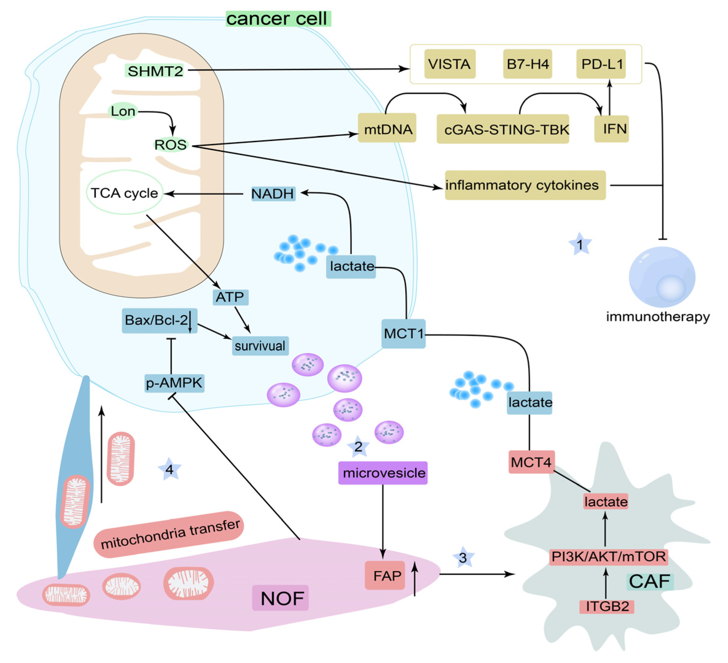 Cancers 14 05723 g007 Cancers 14 05723 g007