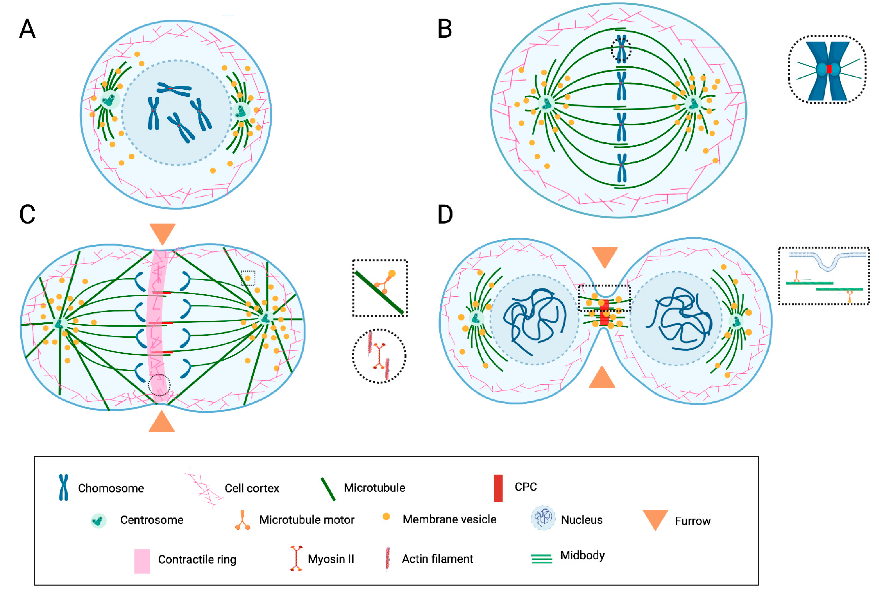 Cancers 14 05755 g001