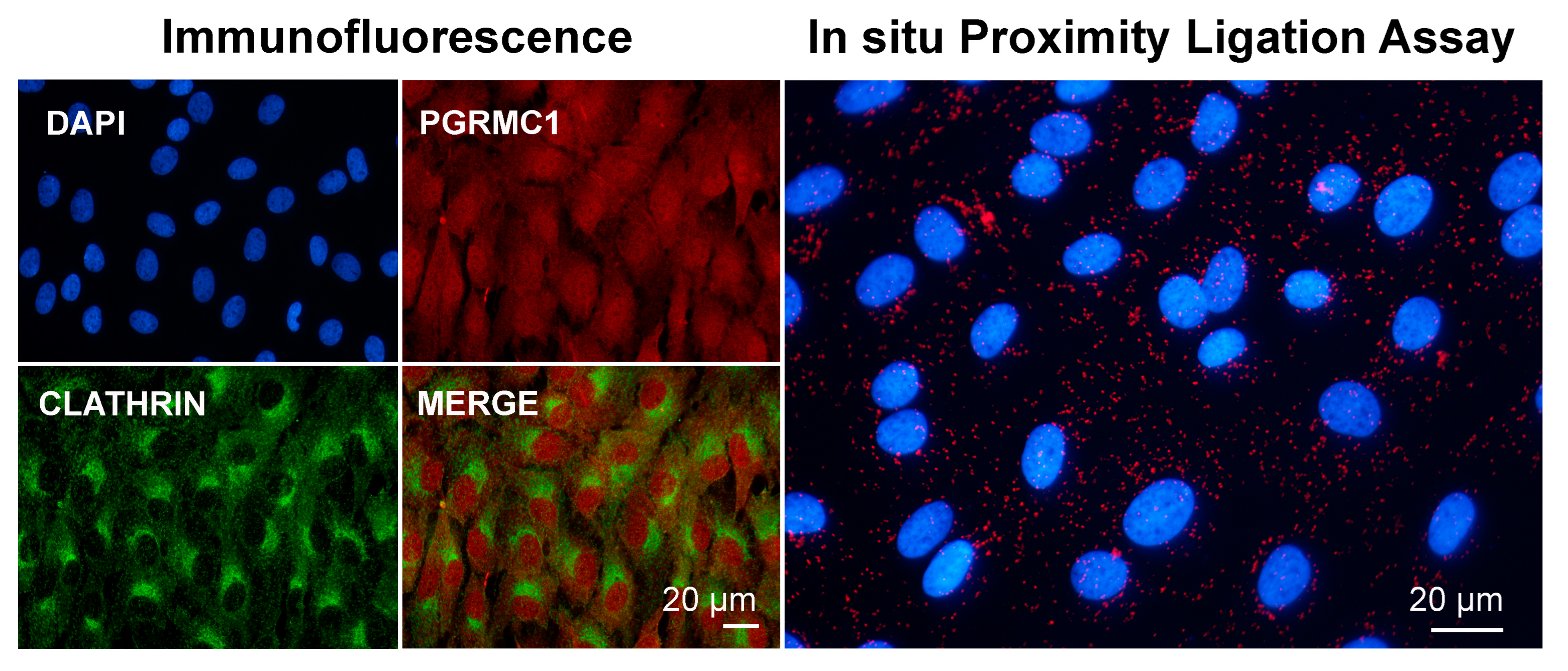 Cancers 14 05755 g003