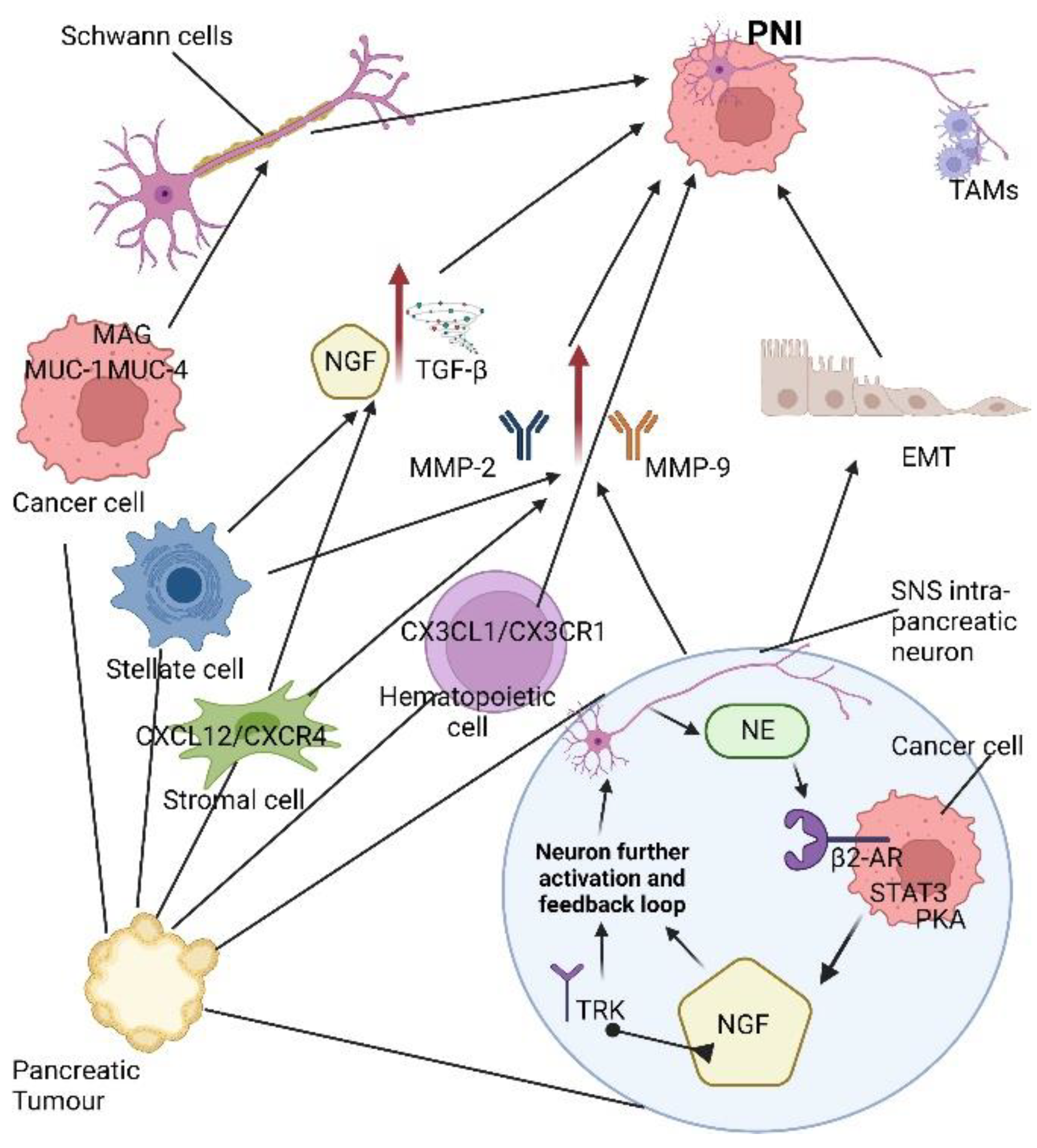 Cancers 14 05793 g002