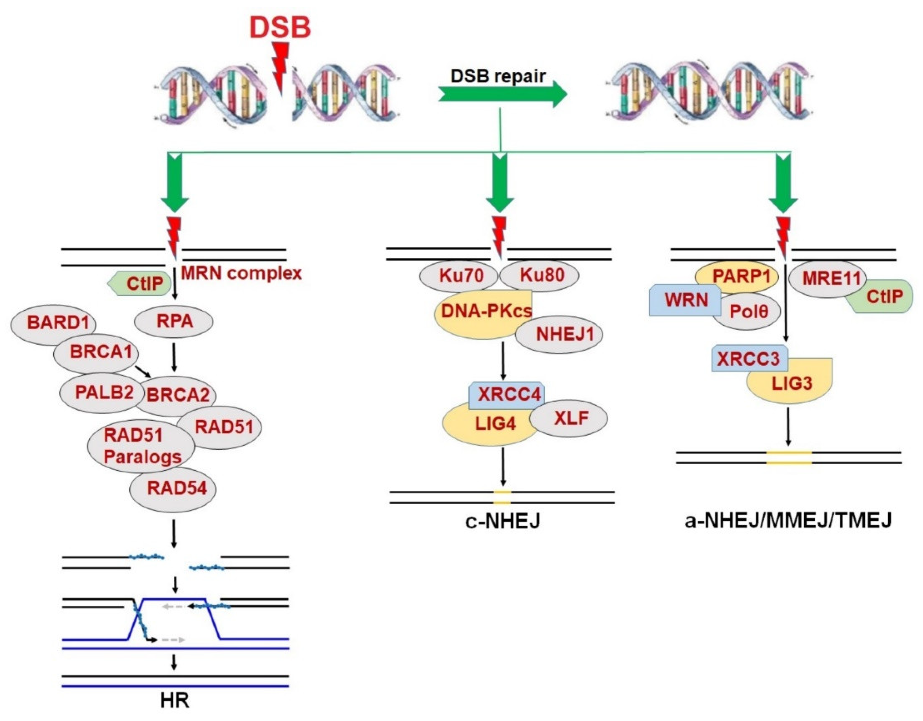 Cancers 14 05795 g001