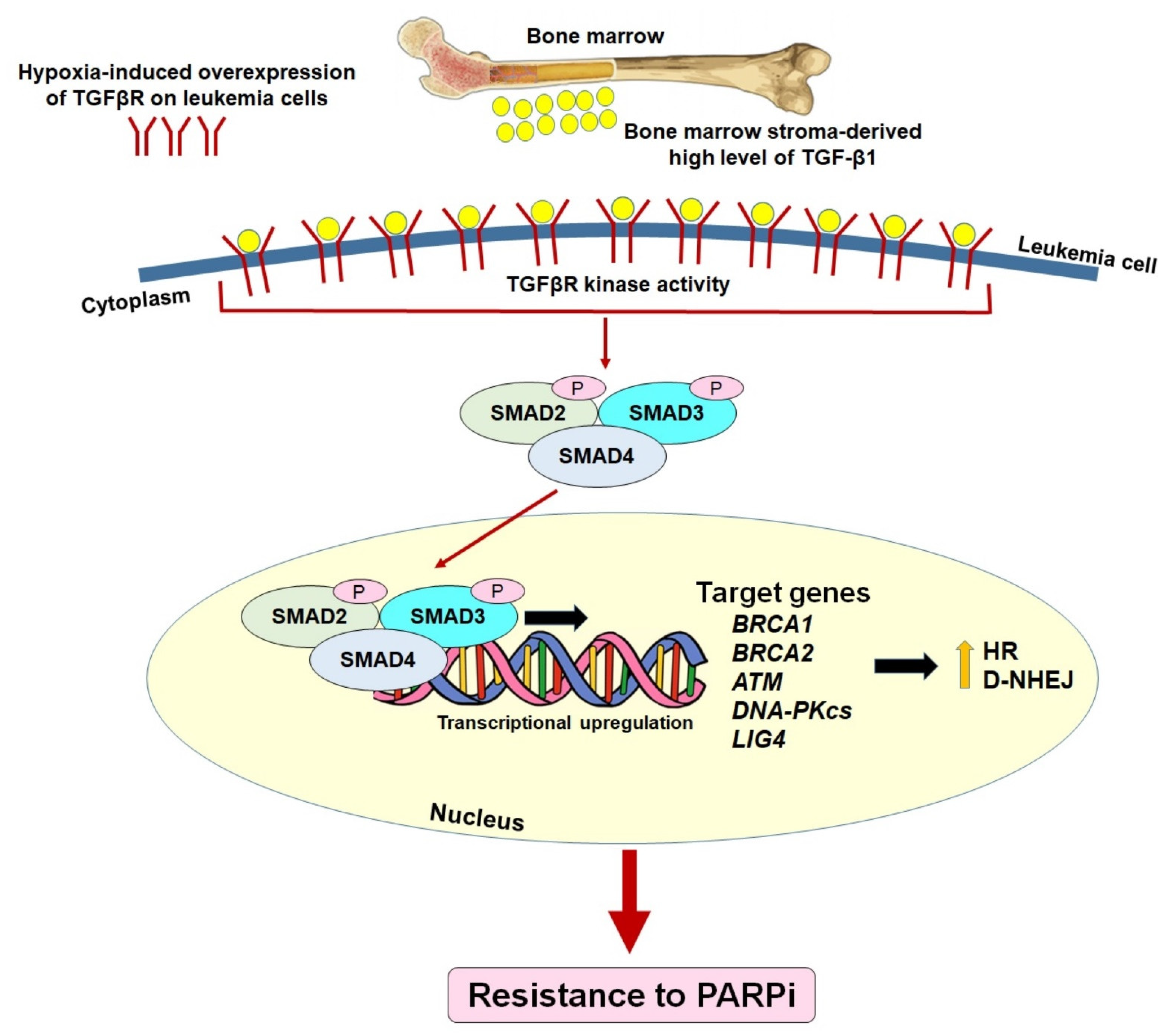 Cancers 14 05795 g003
