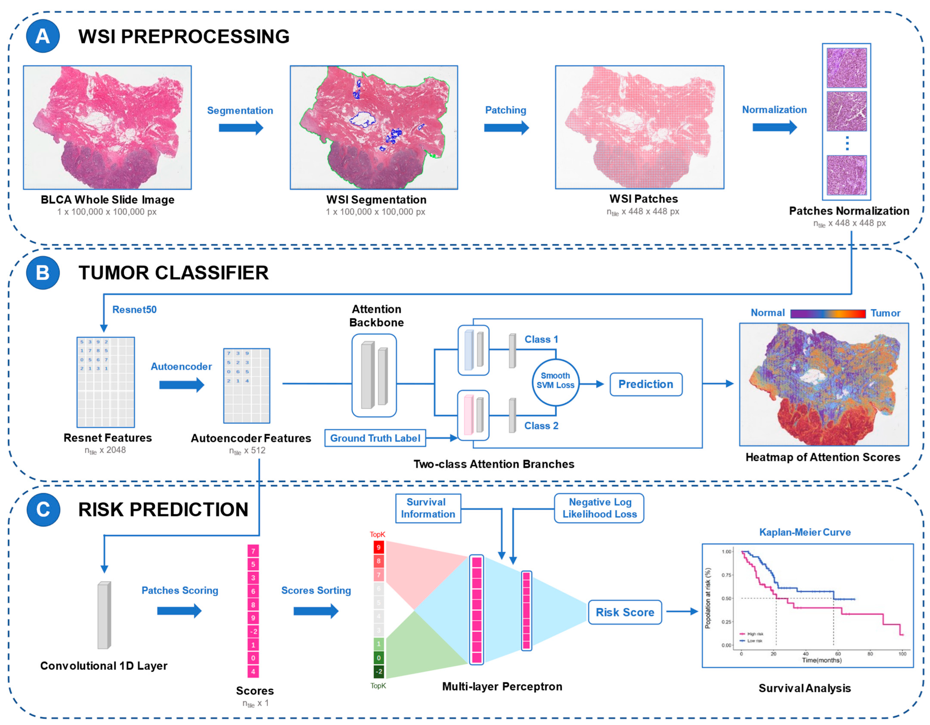 Accurate Diagnosis and Survival Prediction of Bladder Cancer Using Deep ...