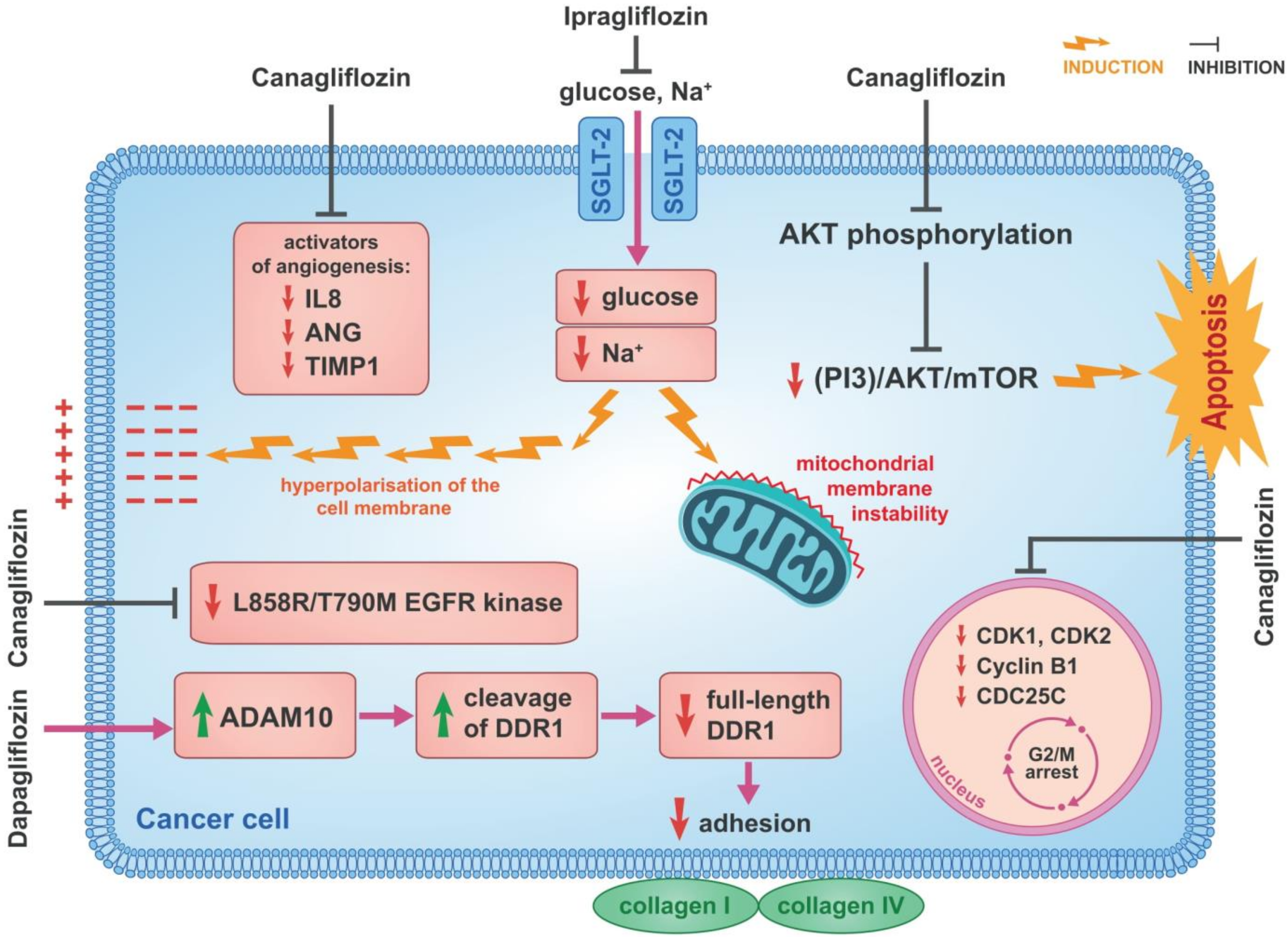 Cancers 14 05811 g003
