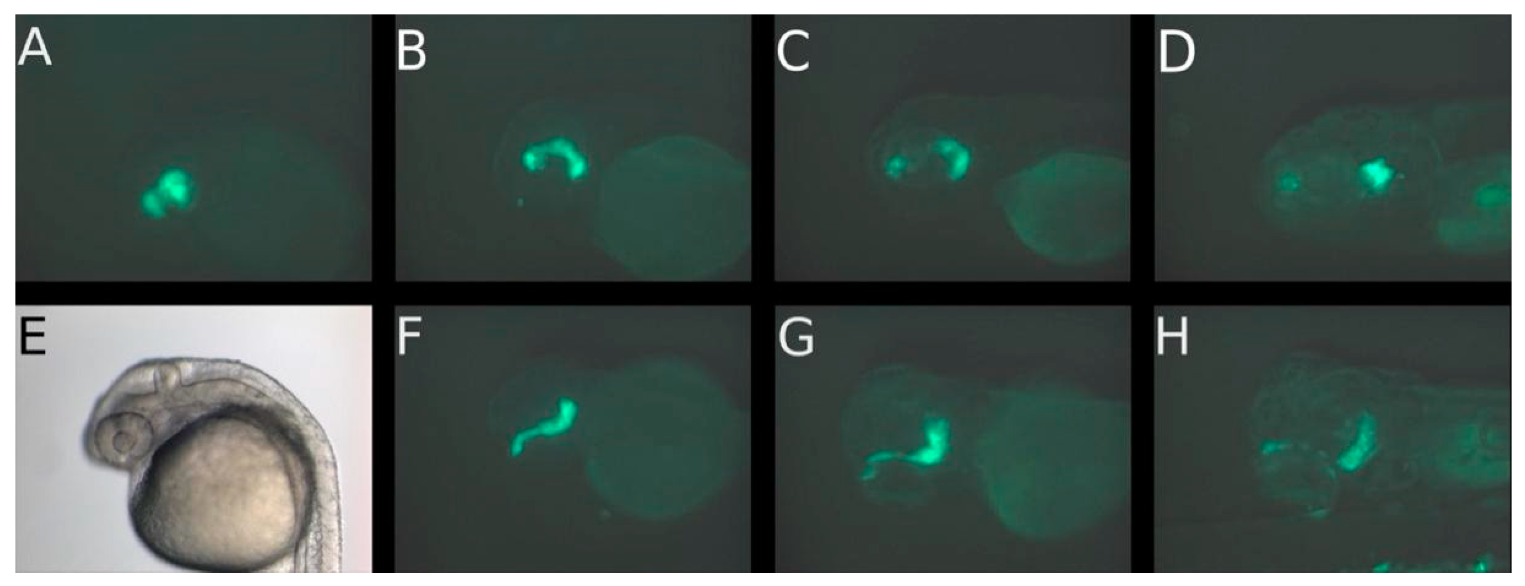 Cancers 14 05814 g001