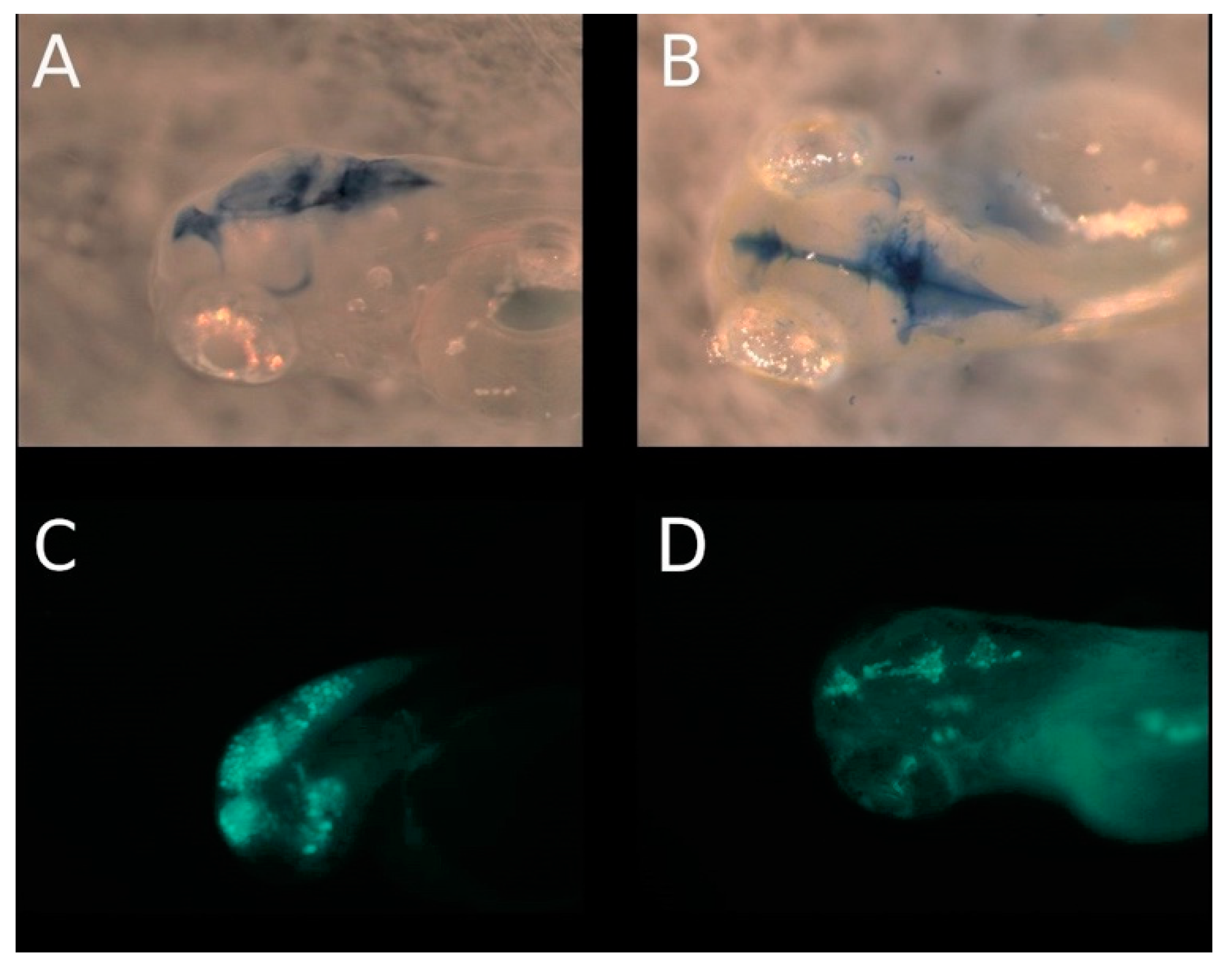 Cancers 14 05814 g006