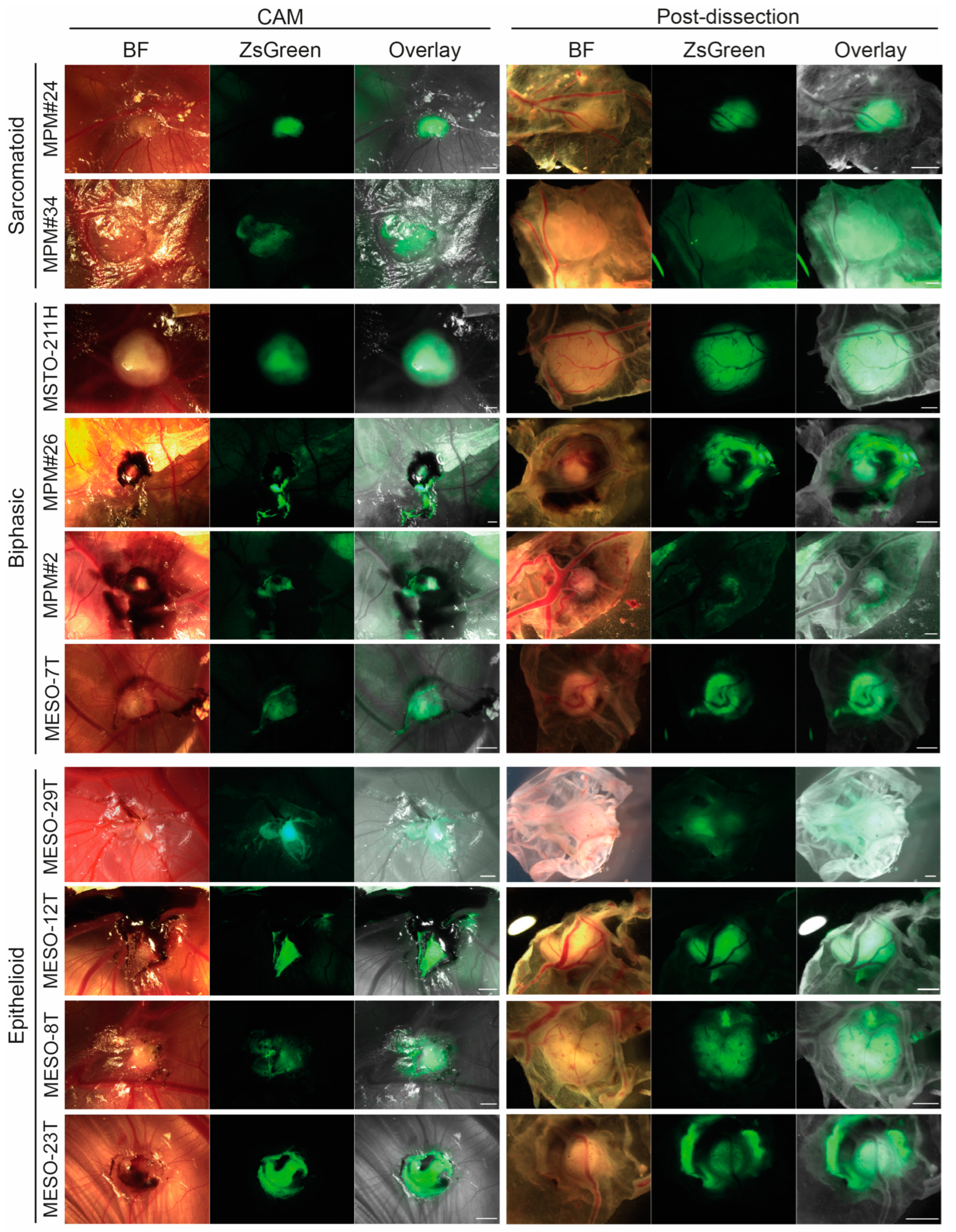 Cancers 14 05836 g004 Cancers 14 05836 g004