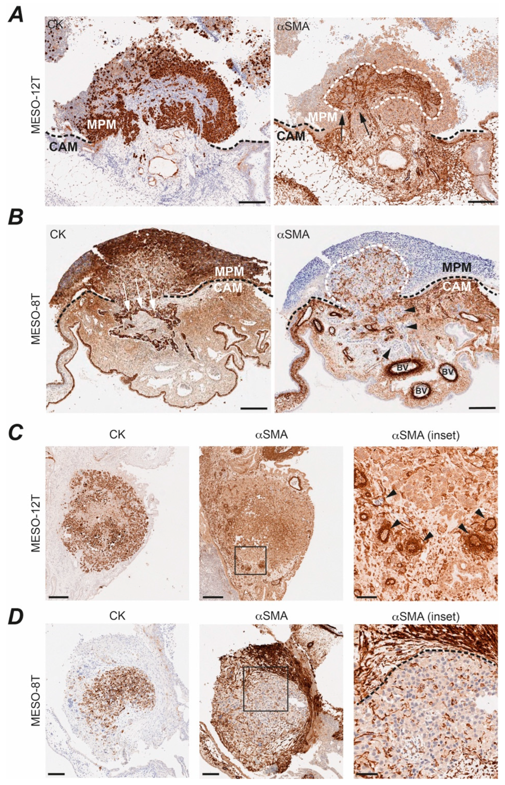 Cancers 14 05836 g005 Cancers 14 05836 g005