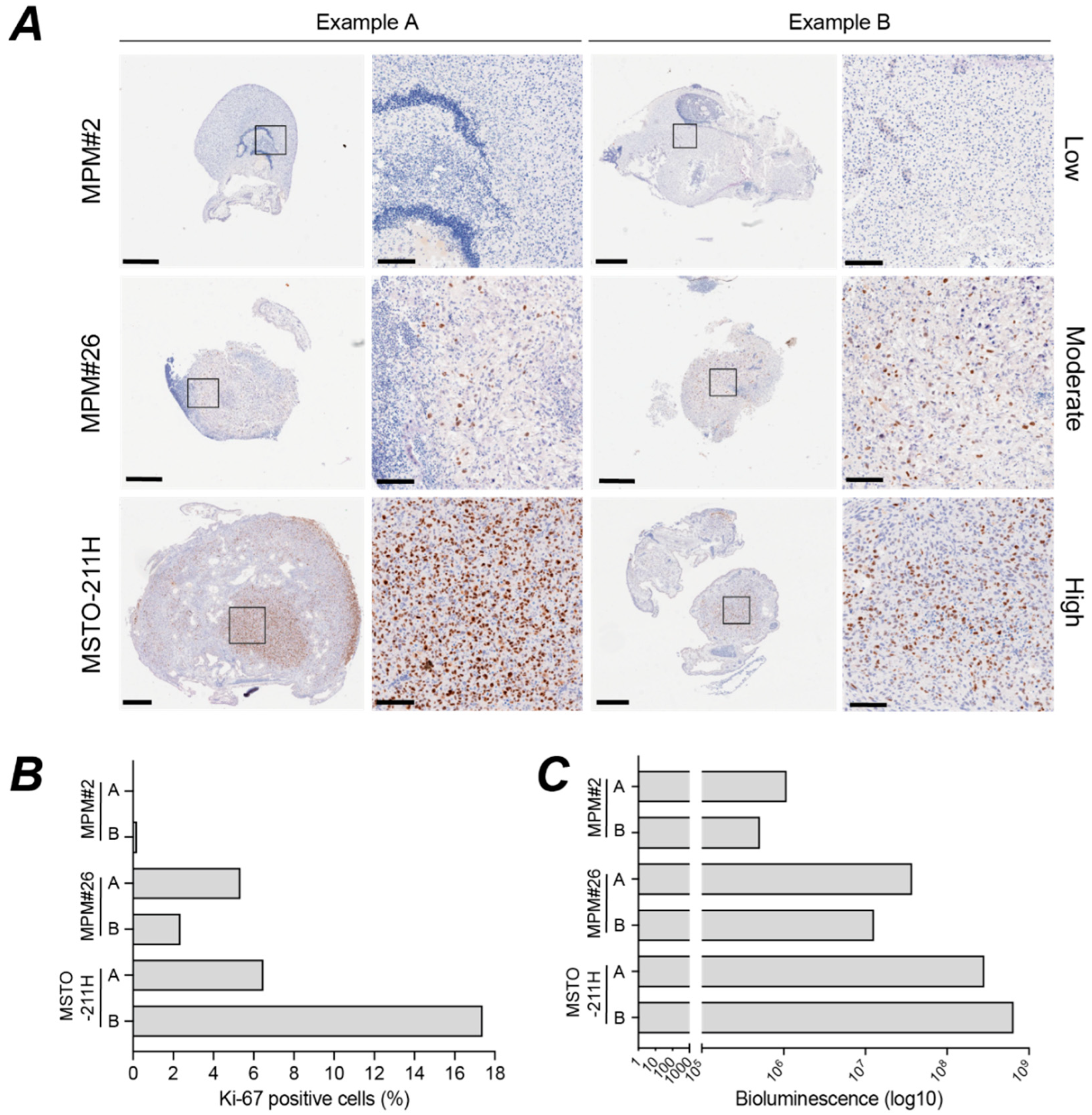 Cancers 14 05836 g009 Cancers 14 05836 g009