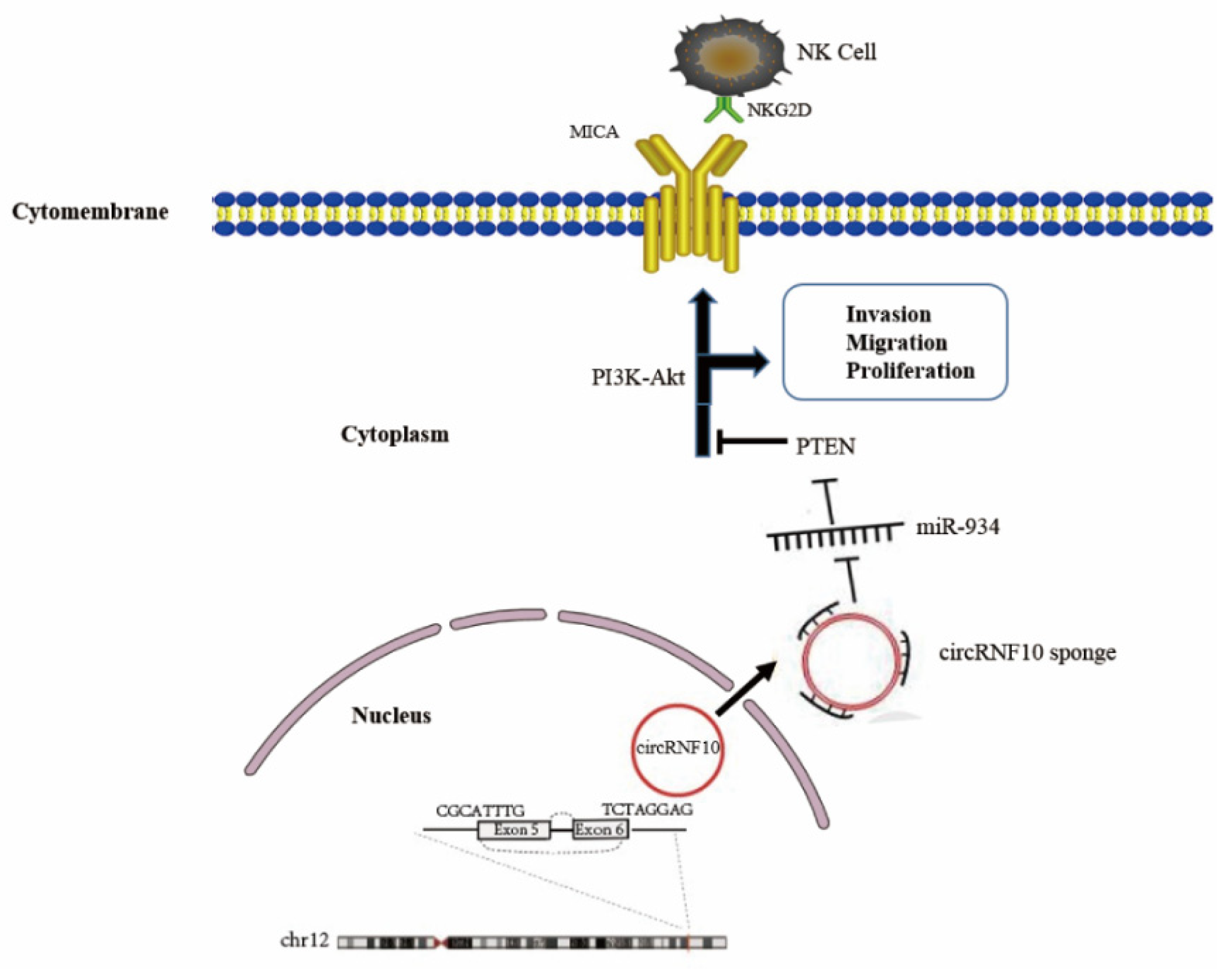 Cancers 14 05862 g008