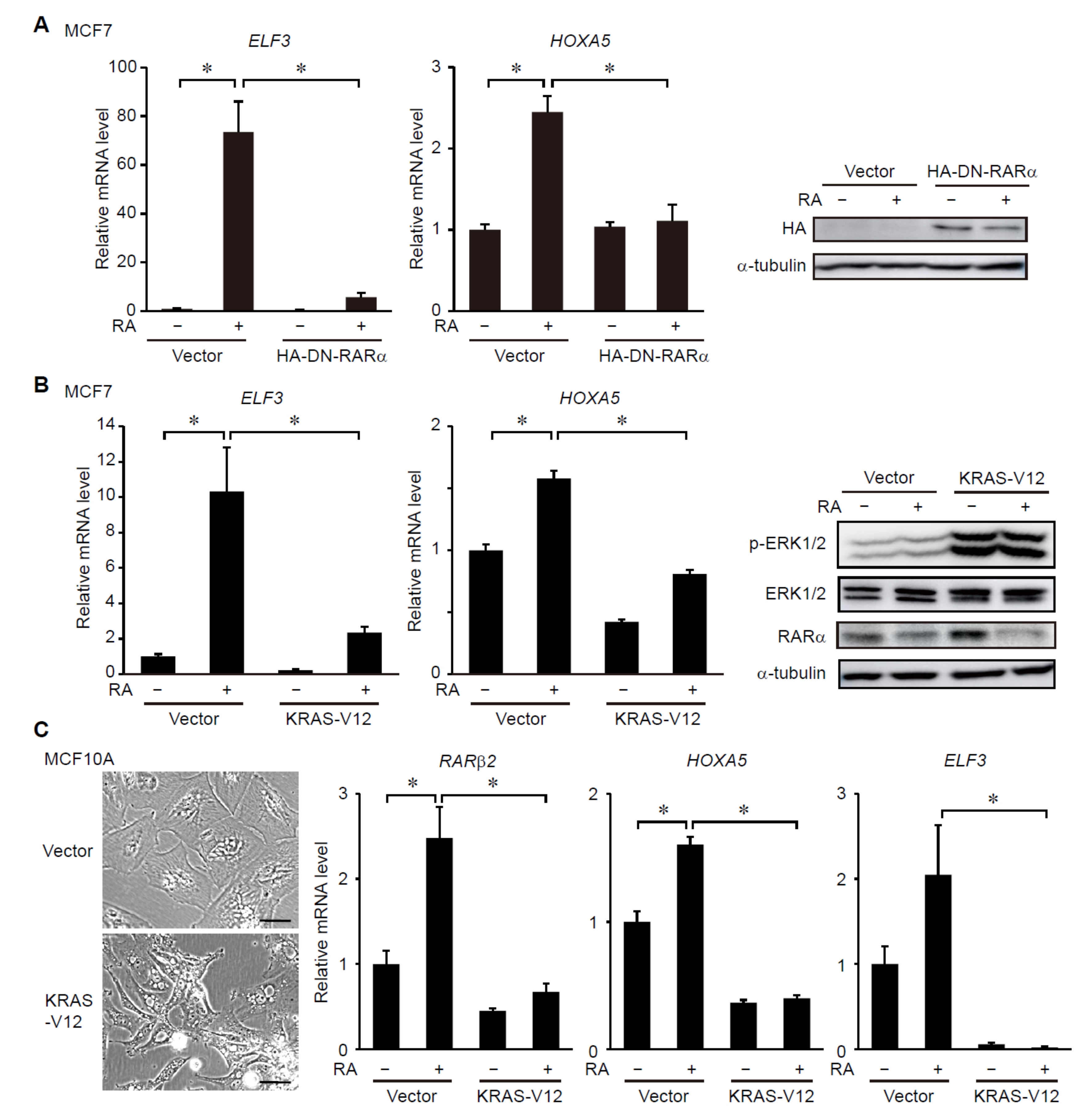 Cancers 14 05890 g001