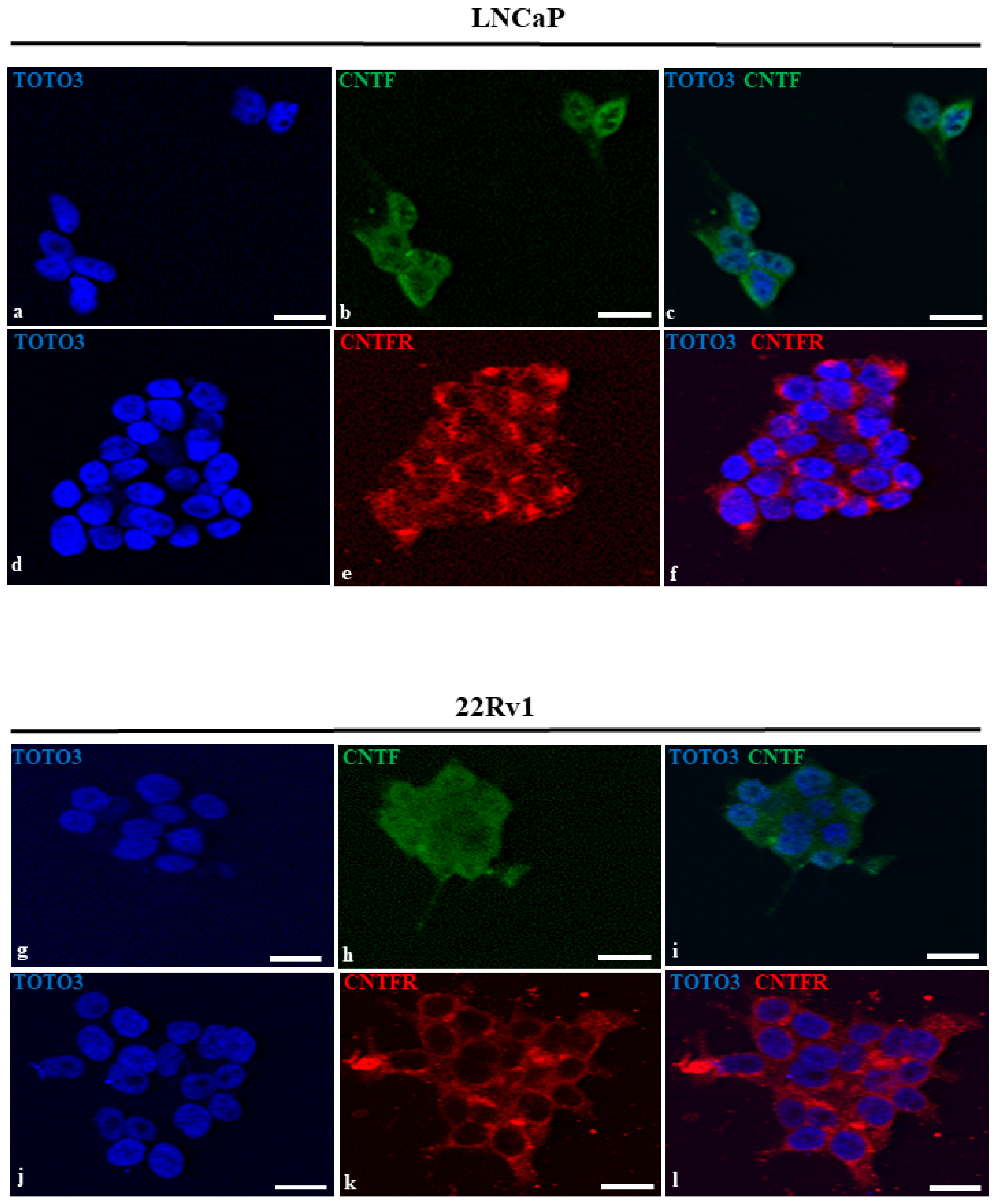 Cancers 14 05917 g002