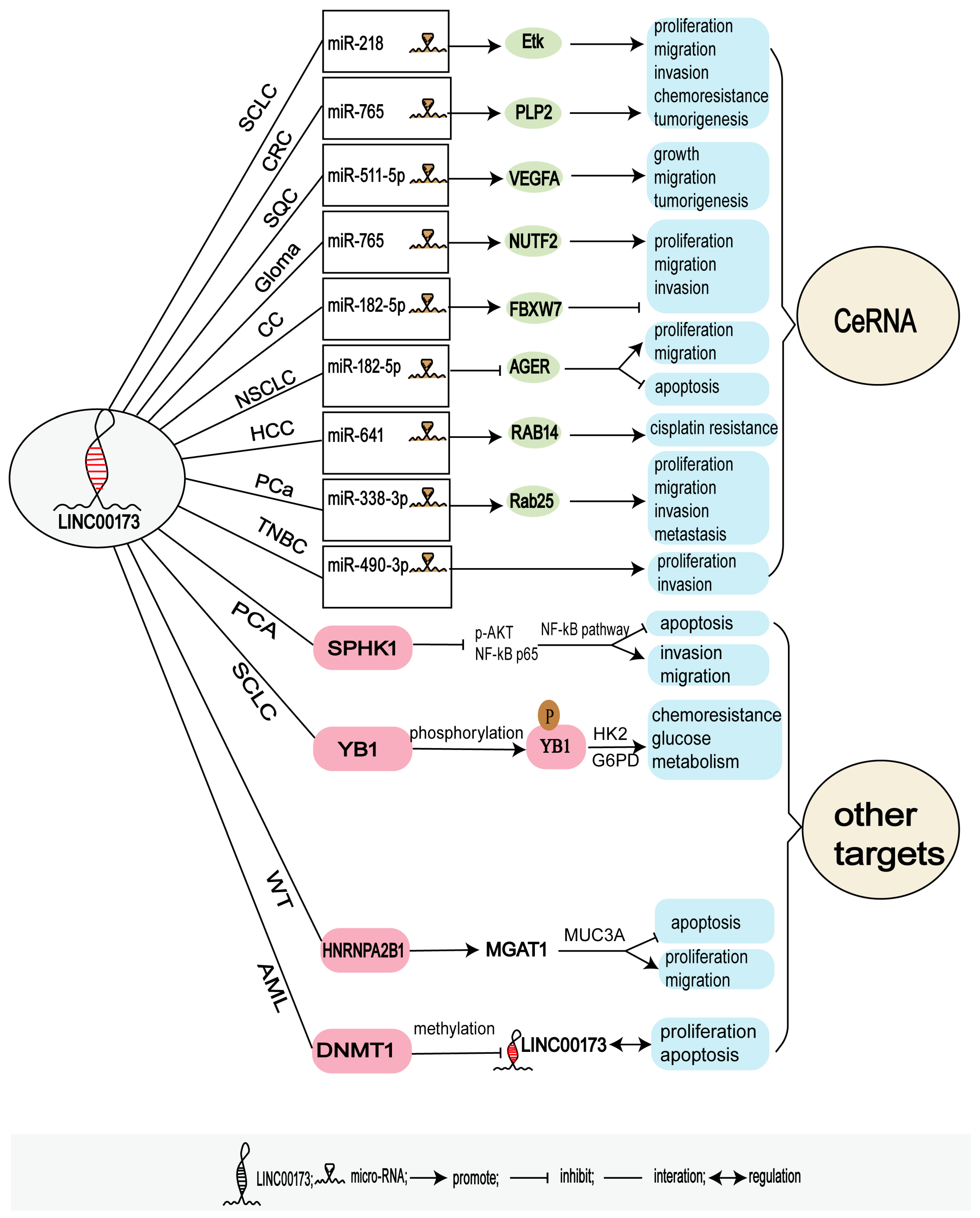 Cancers 14 05923 g002