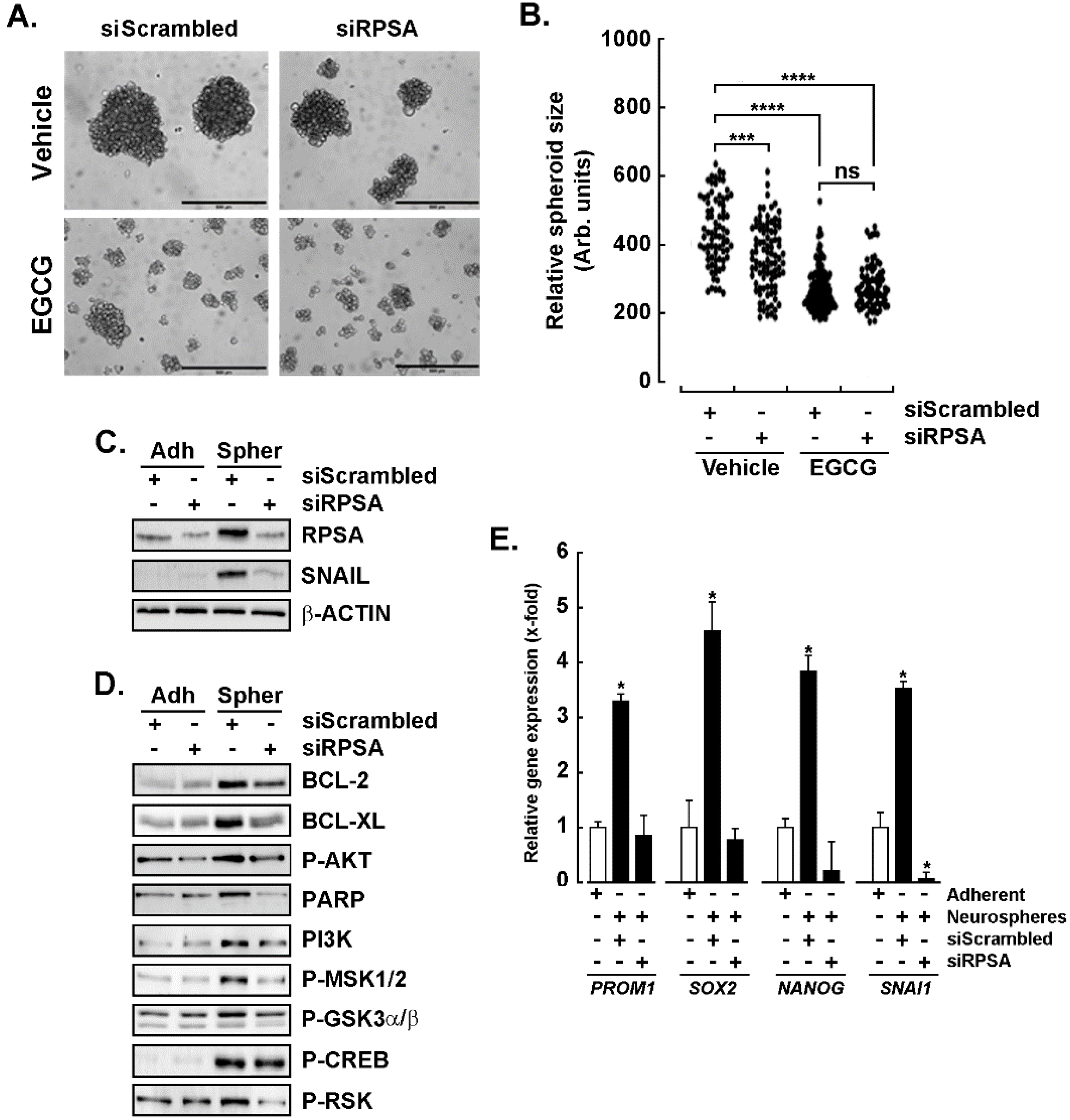 Cancers 14 05944 g004 Cancers 14 05944 g004