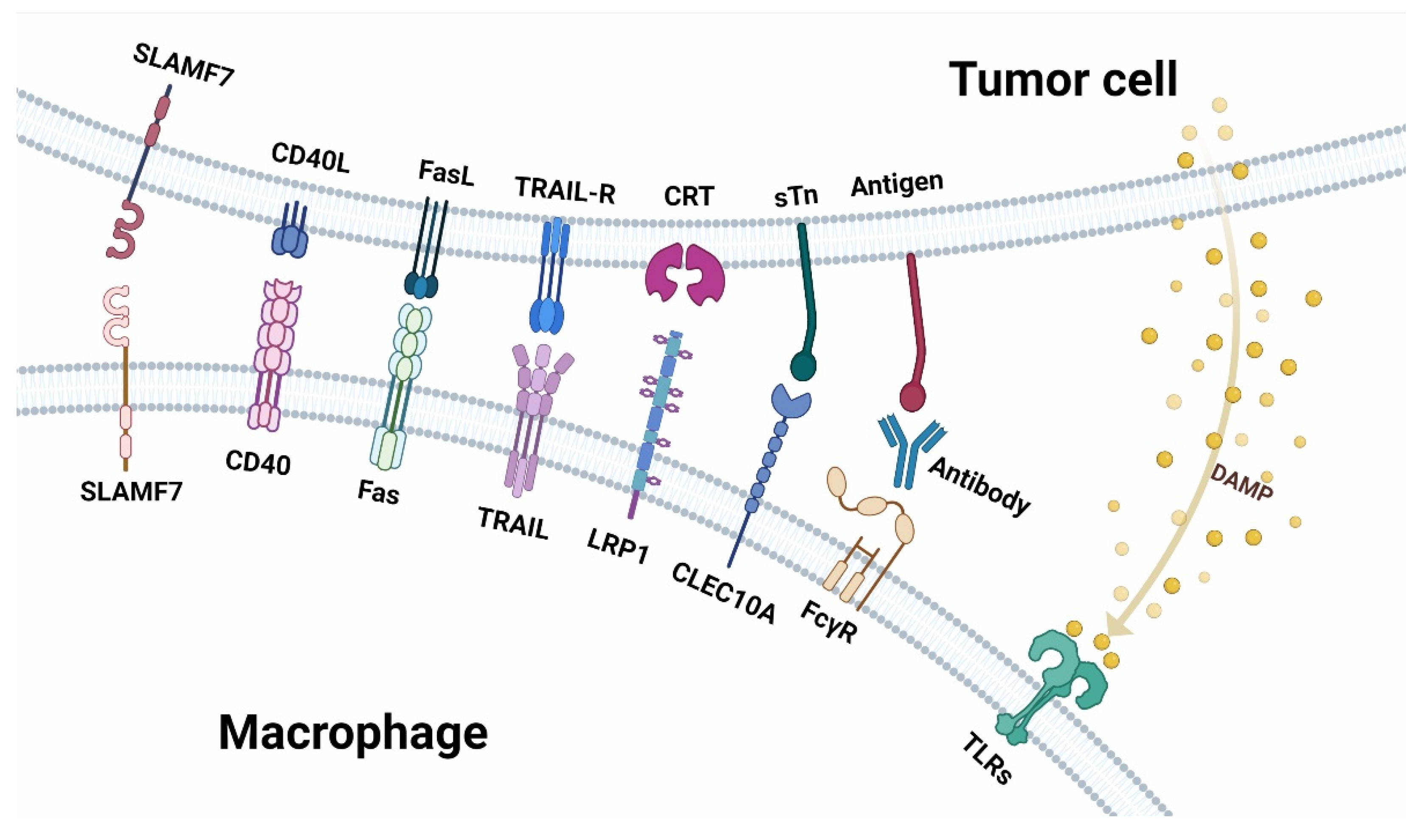 Cancers 14 05963 g002