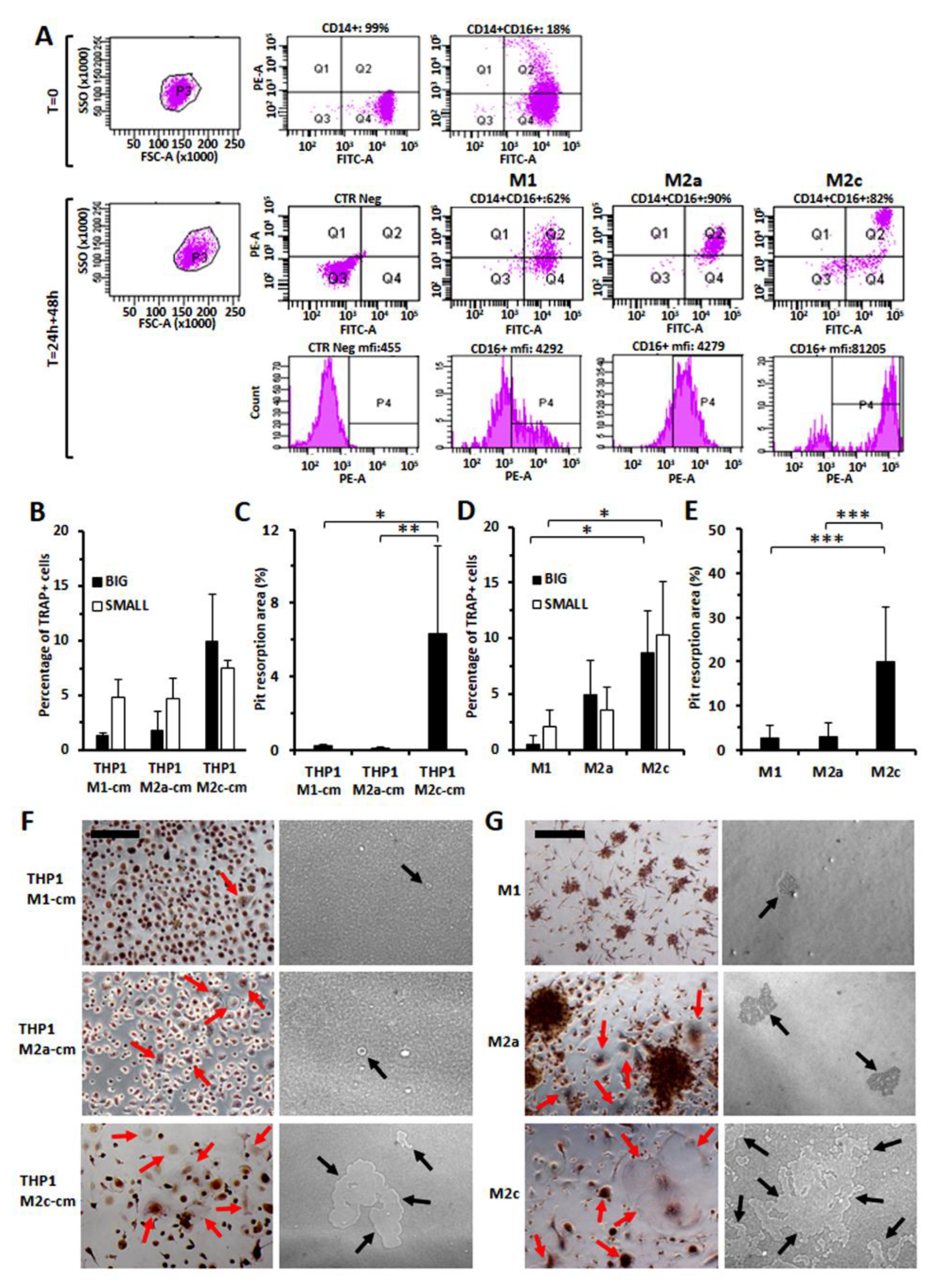 Cancers 14 05979 g010