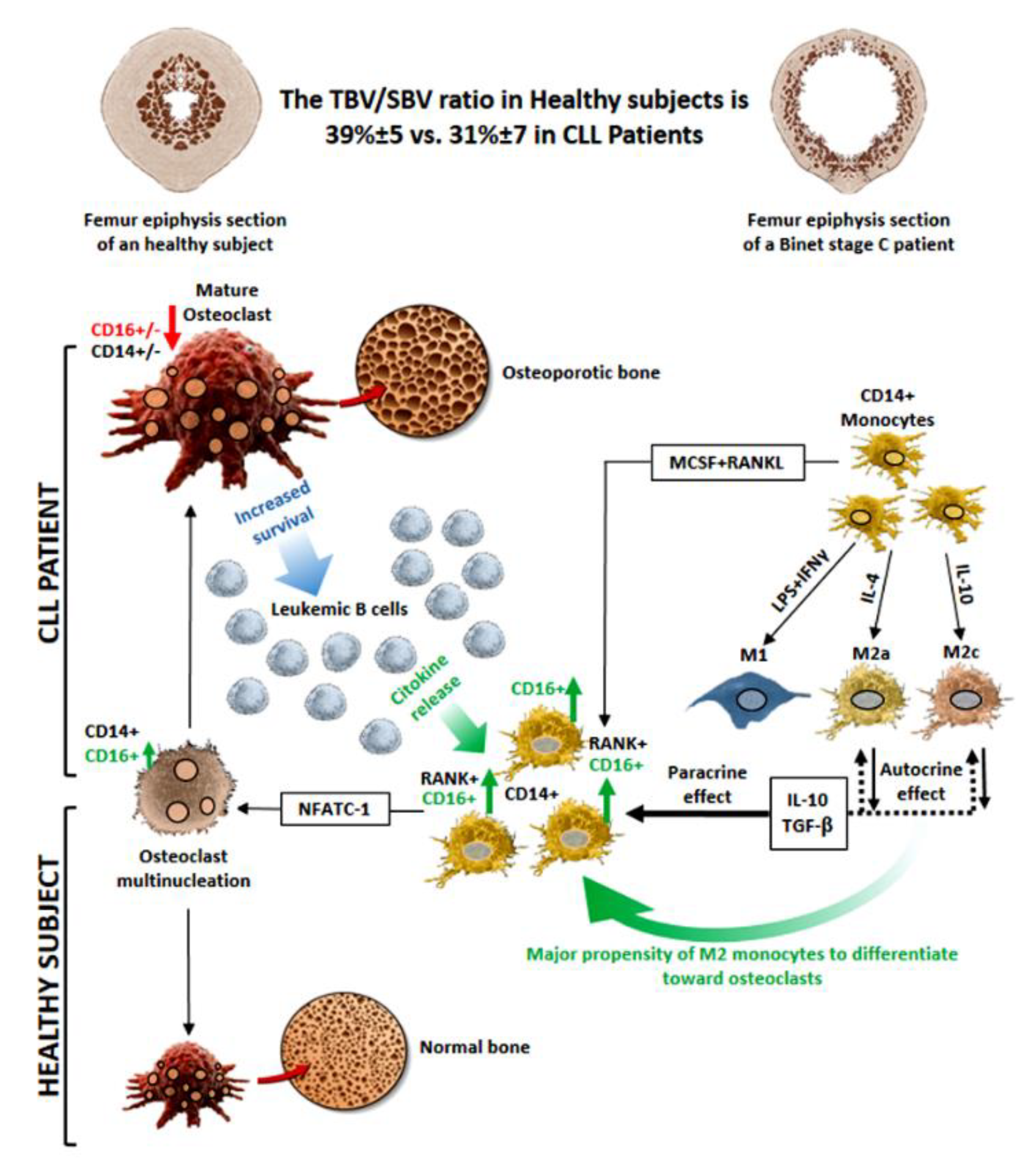 Cancers 14 05979 g012