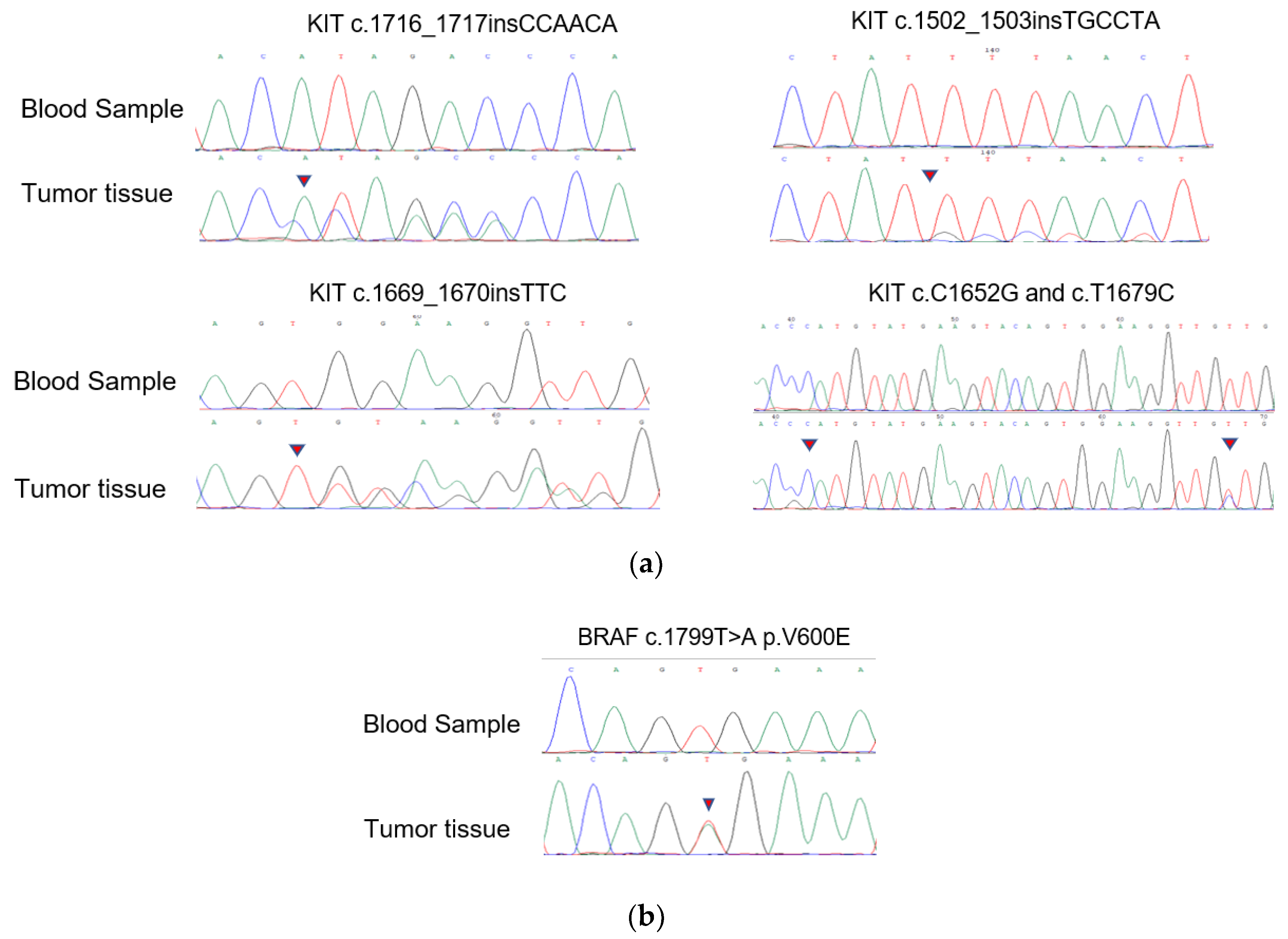 Cancers 14 06008 g004