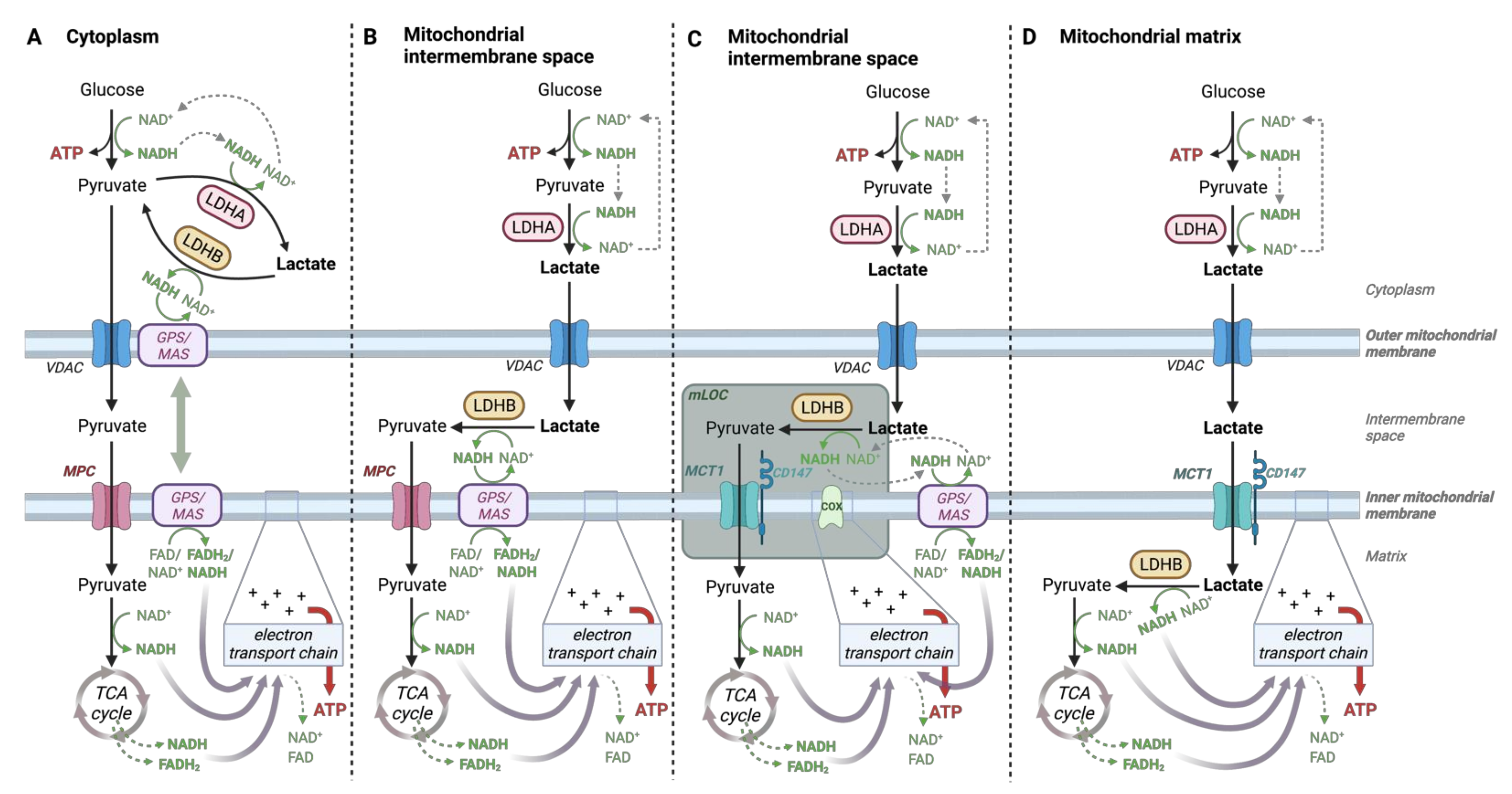 Cancers 14 06028 g006