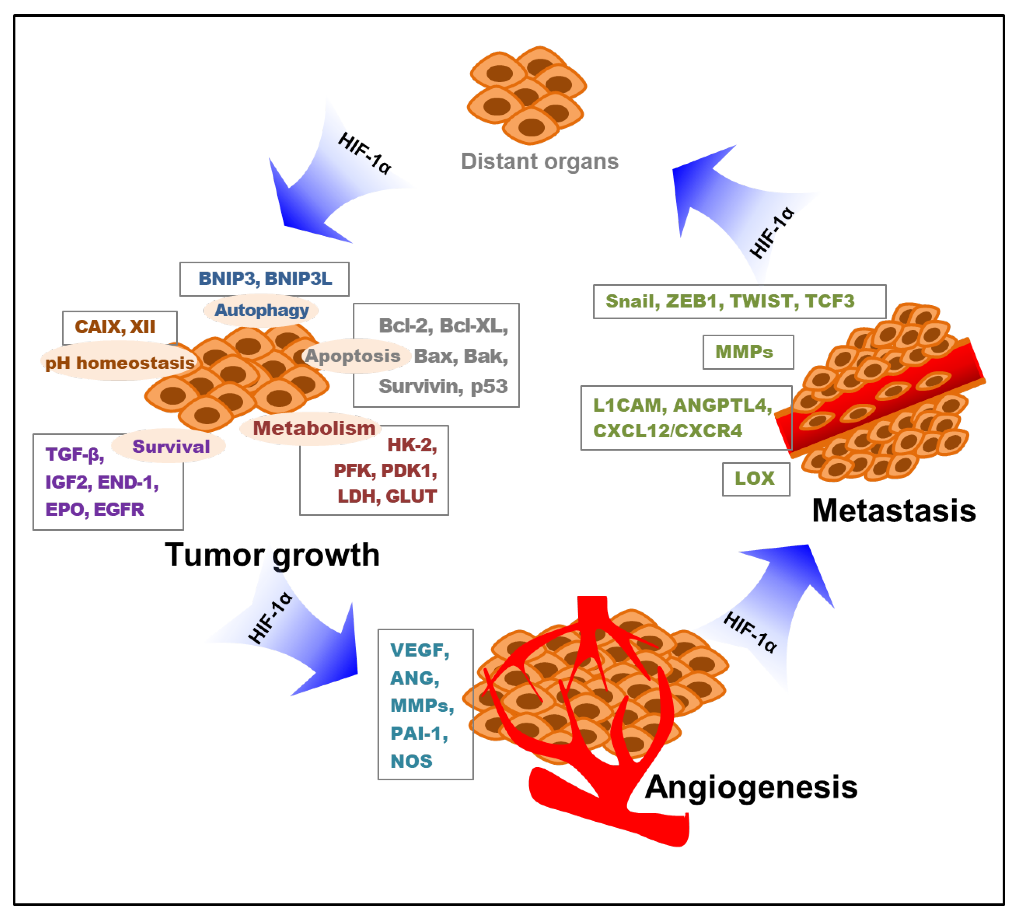 Cancers 14 06054 g002