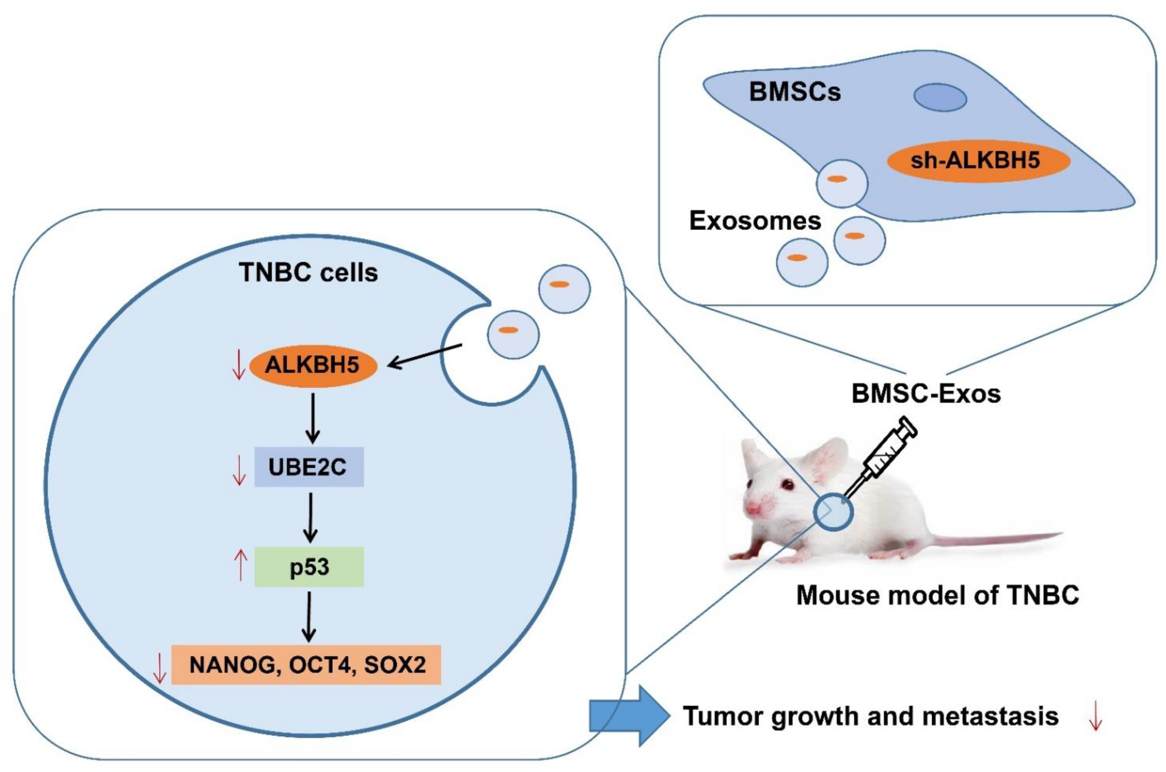 Cancers 14 06059 g008