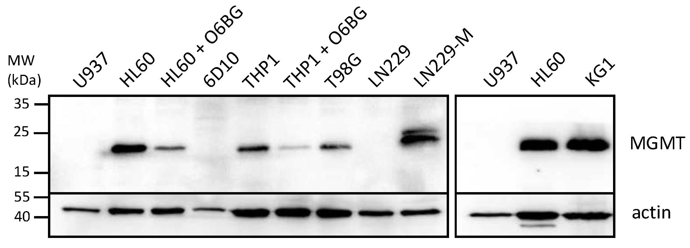 Cancers 14 06065 g002