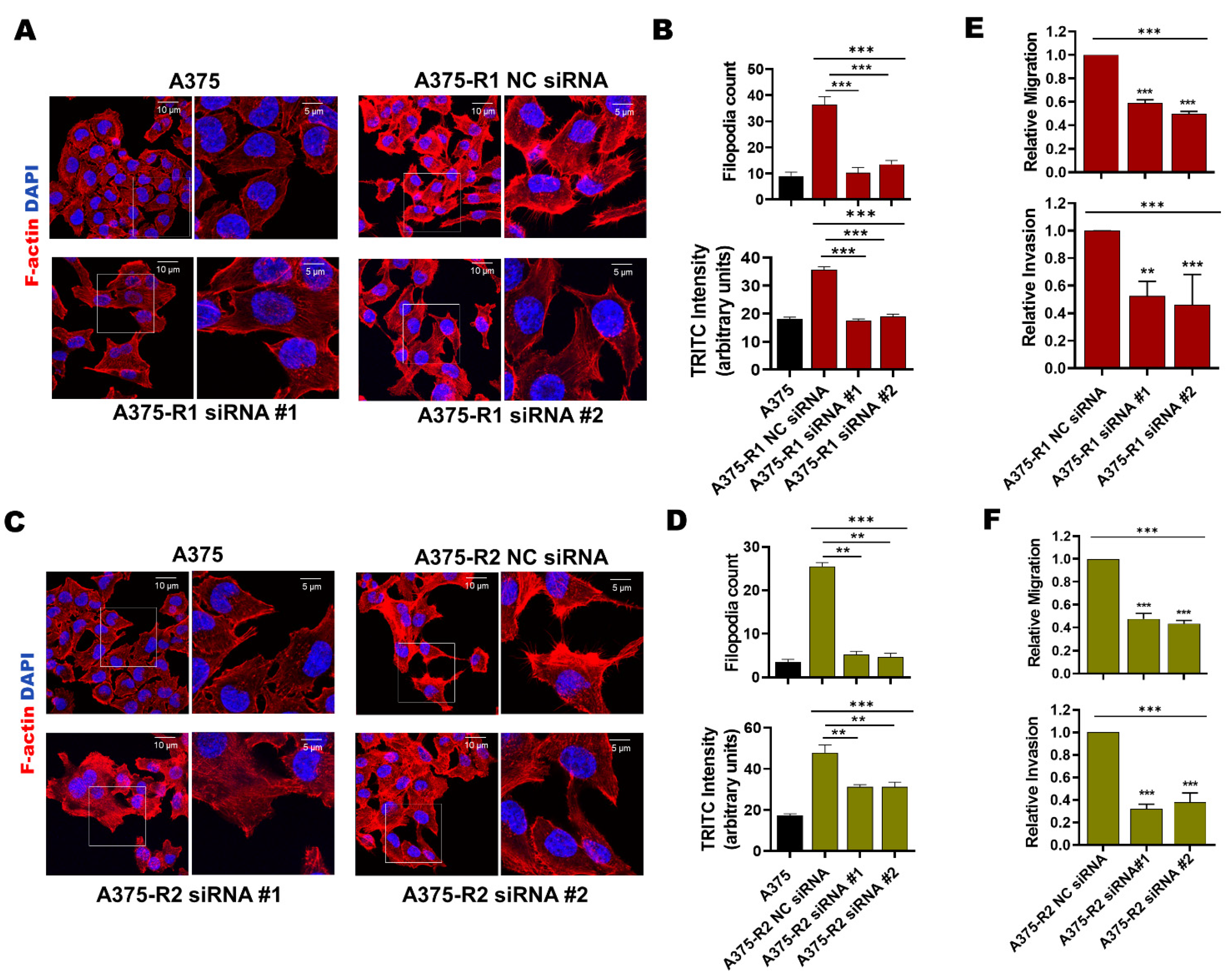 Cancers 14 06077 g005