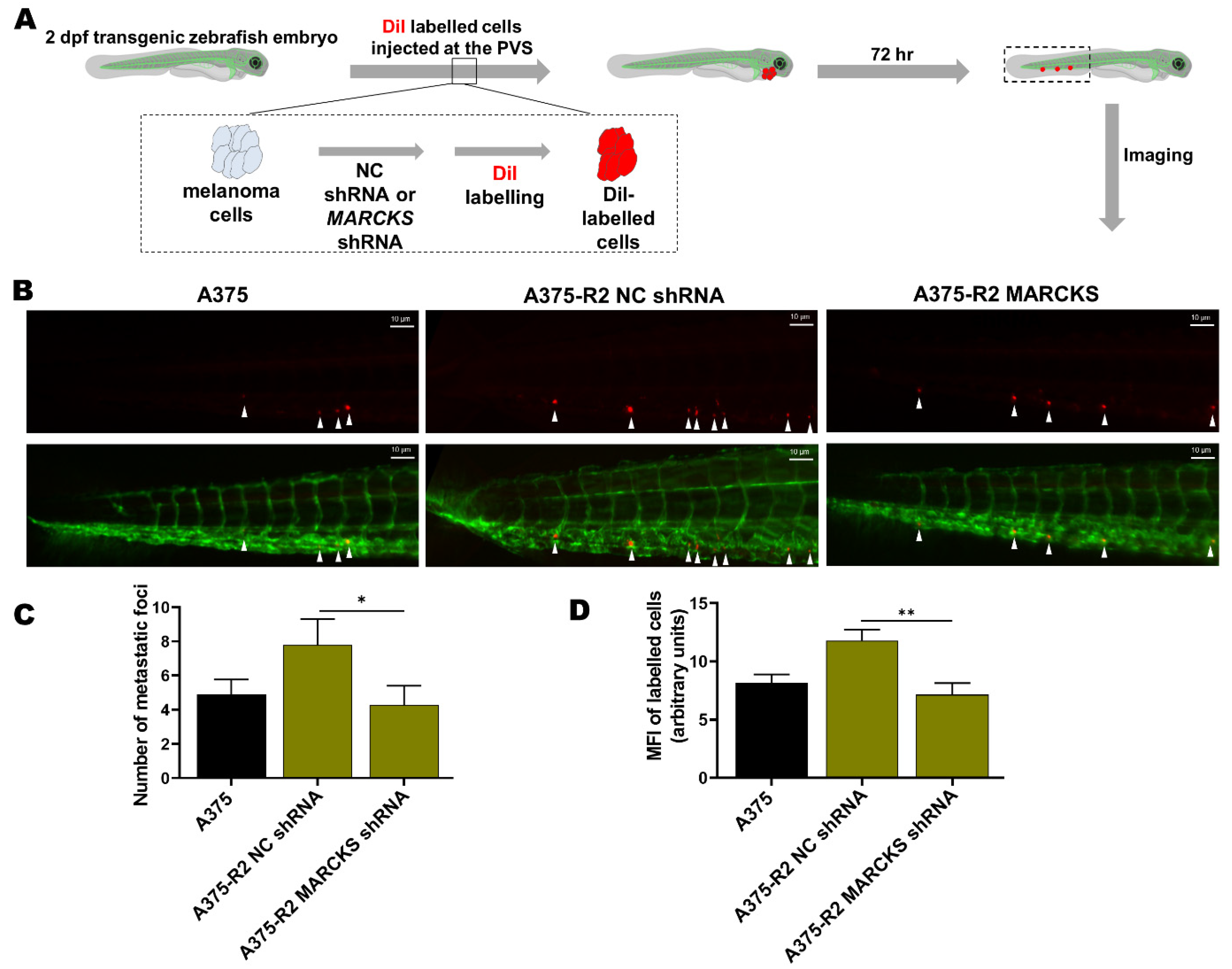 Cancers 14 06077 g006