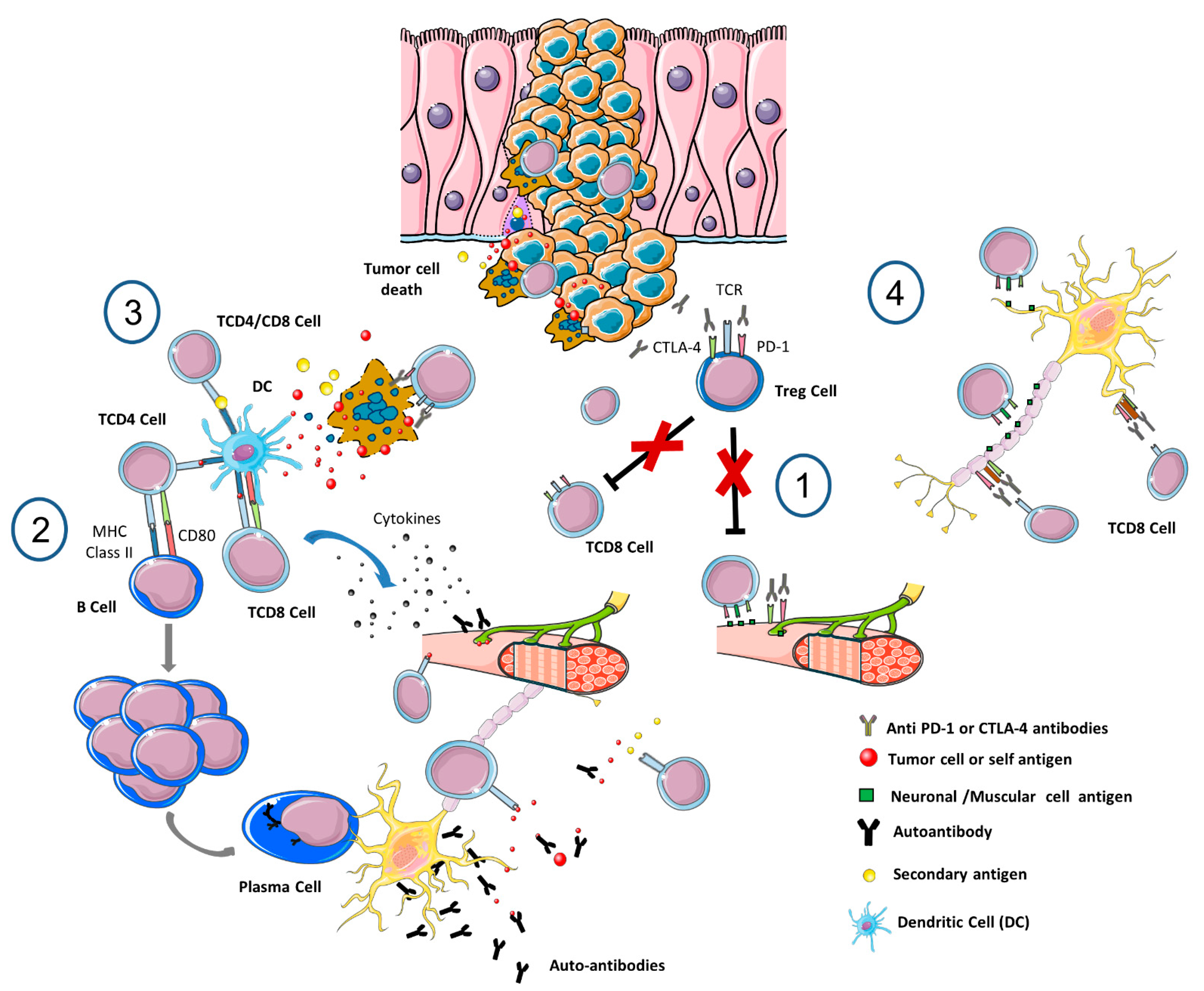 Cancers 14 06088 g001