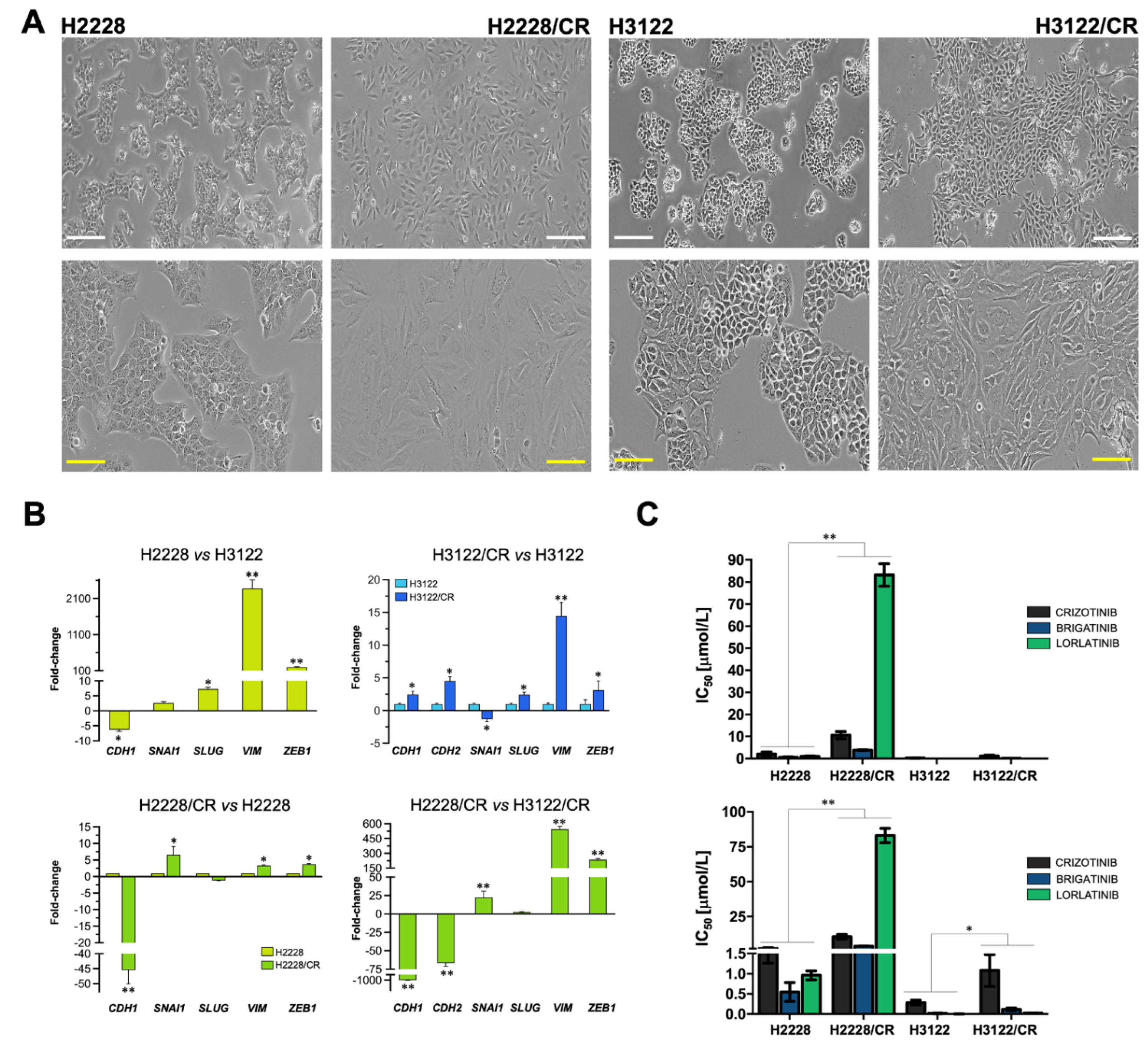 Cancers 14 06101 g001