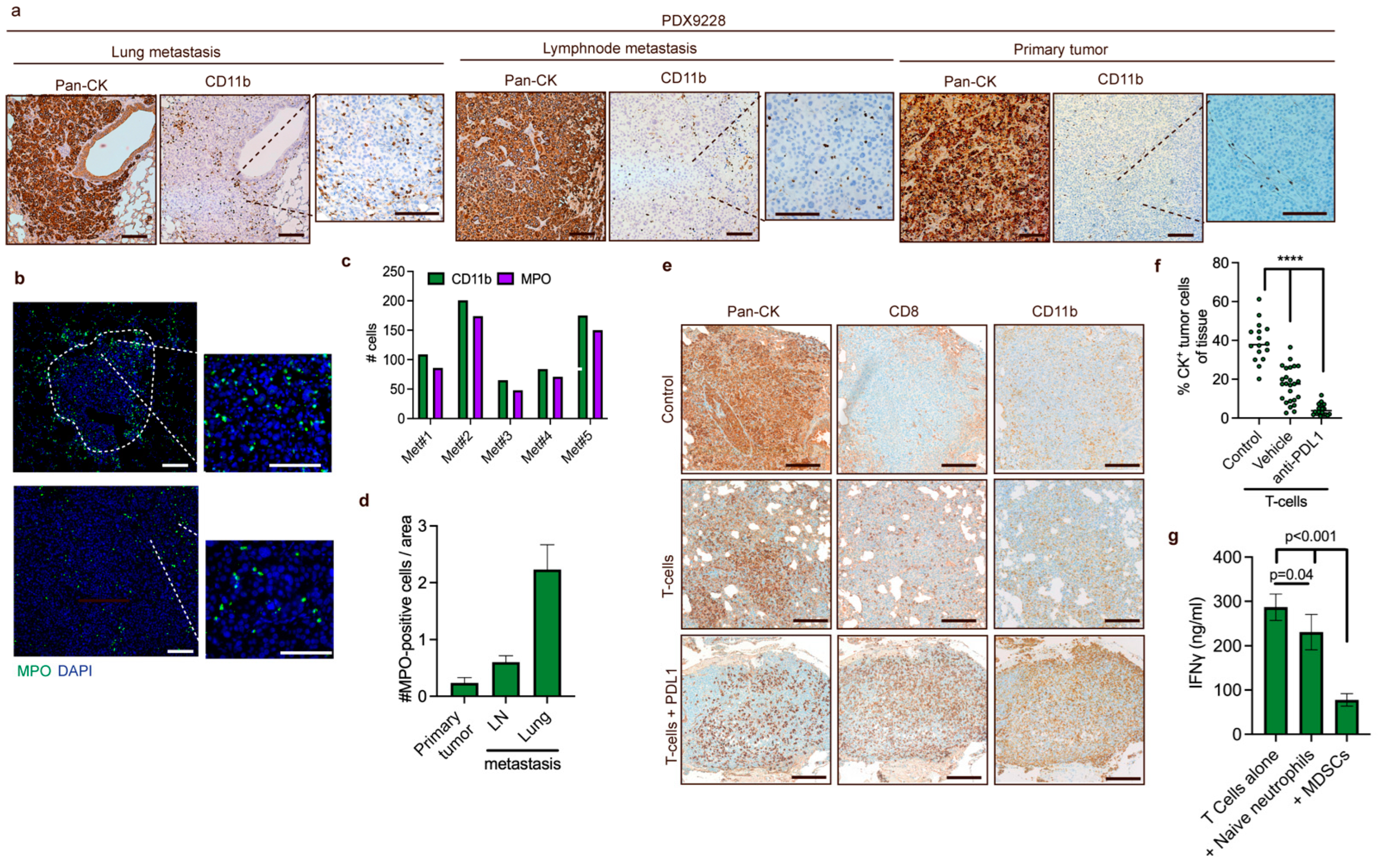 Cancers 14 06153 g005