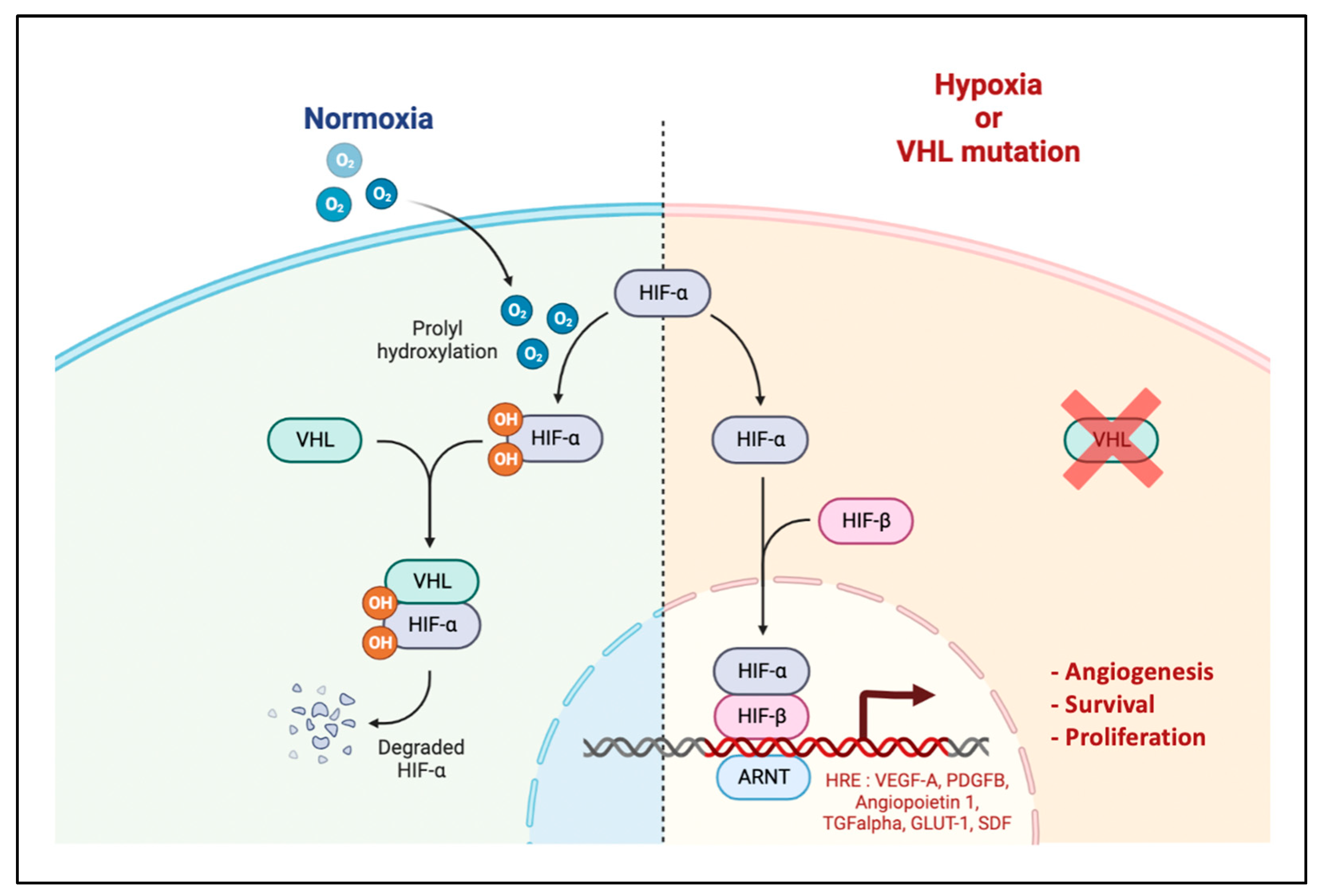 Cancers 14 06167 g002