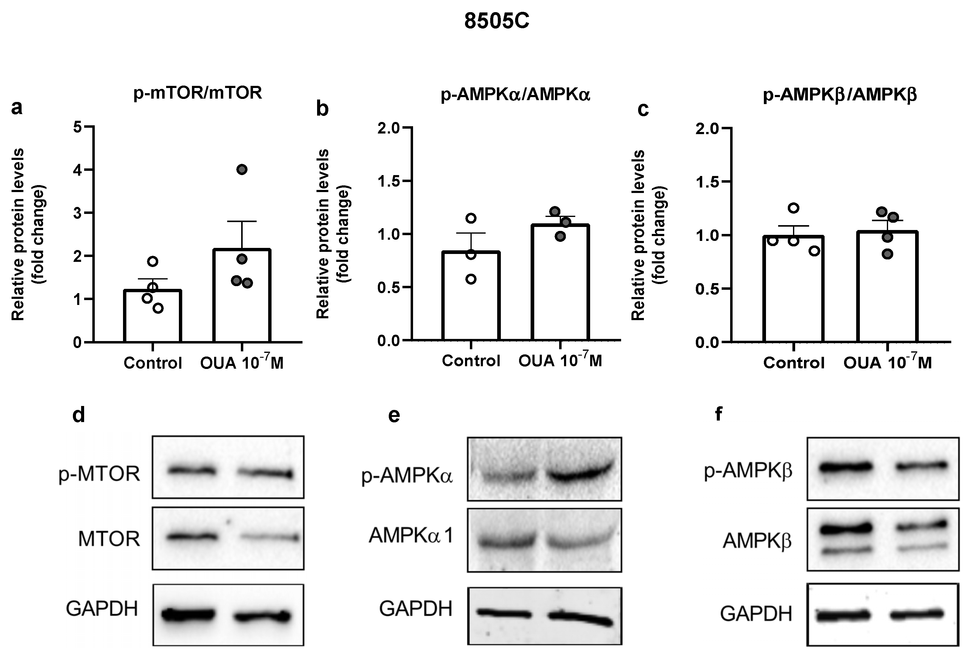 Cancers 14 06168 g008