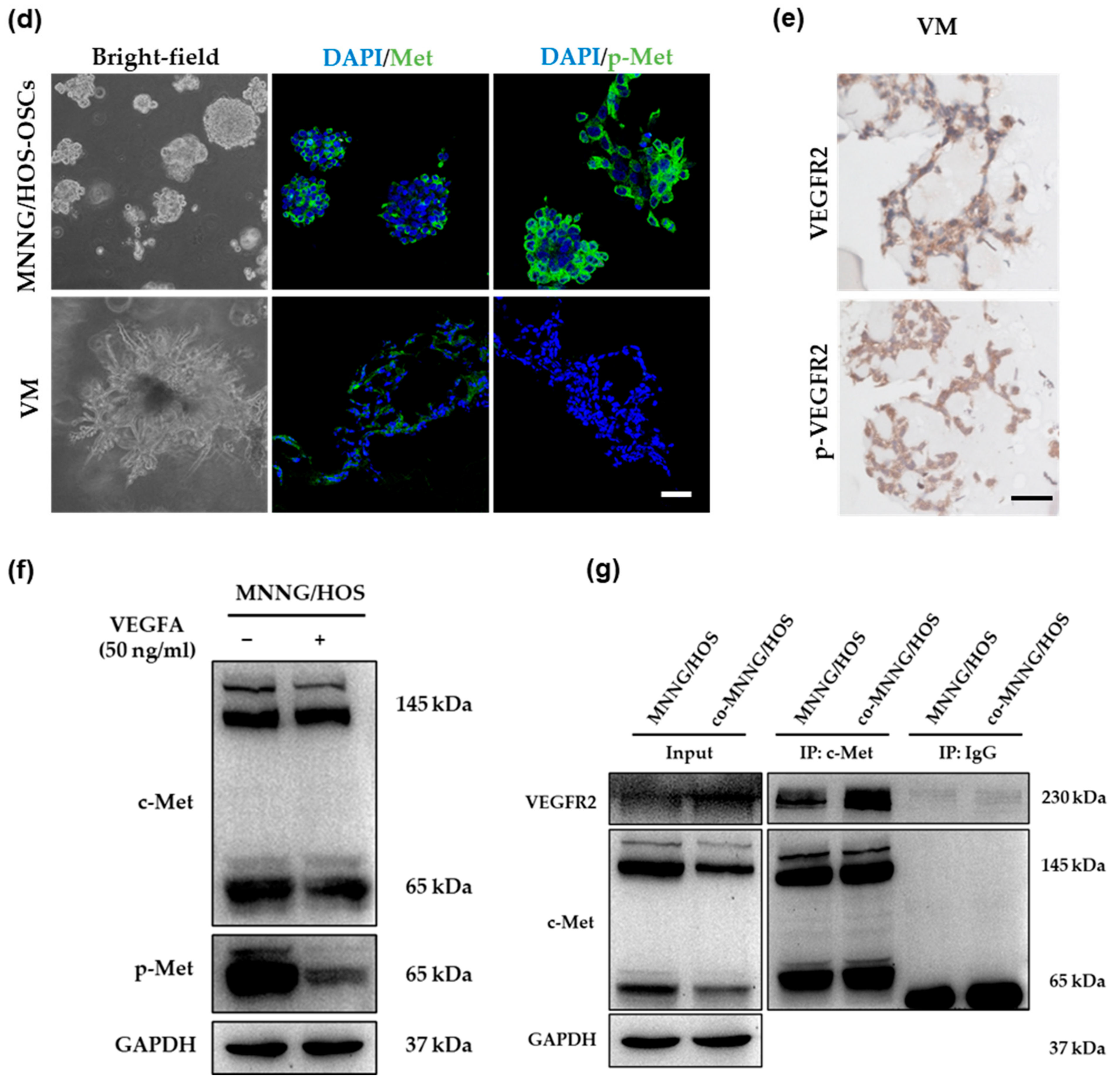 Cancers 14 06201 g005b Cancers 14 06201 g005b
