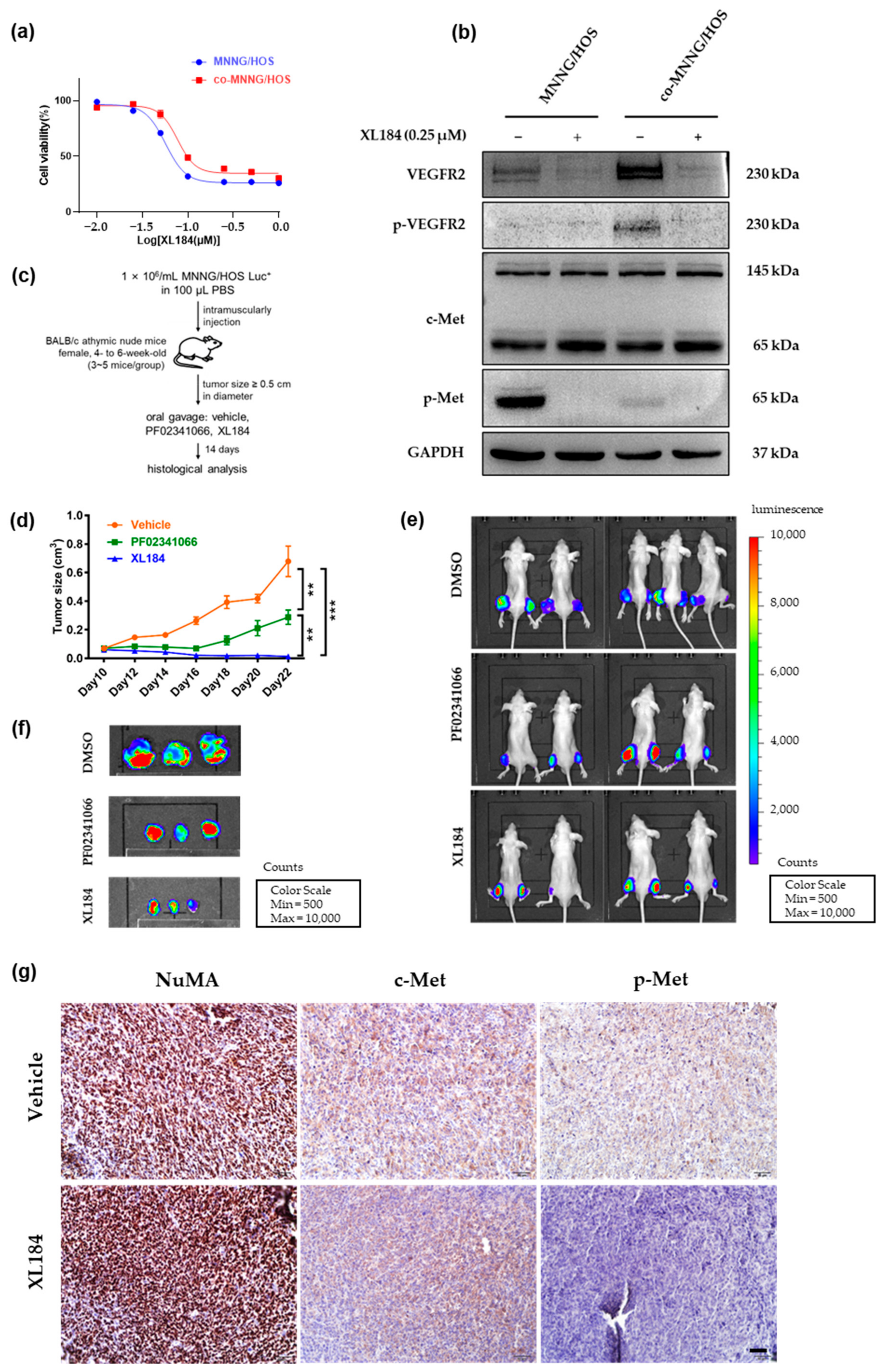 Cancers 14 06201 g006a Cancers 14 06201 g006a