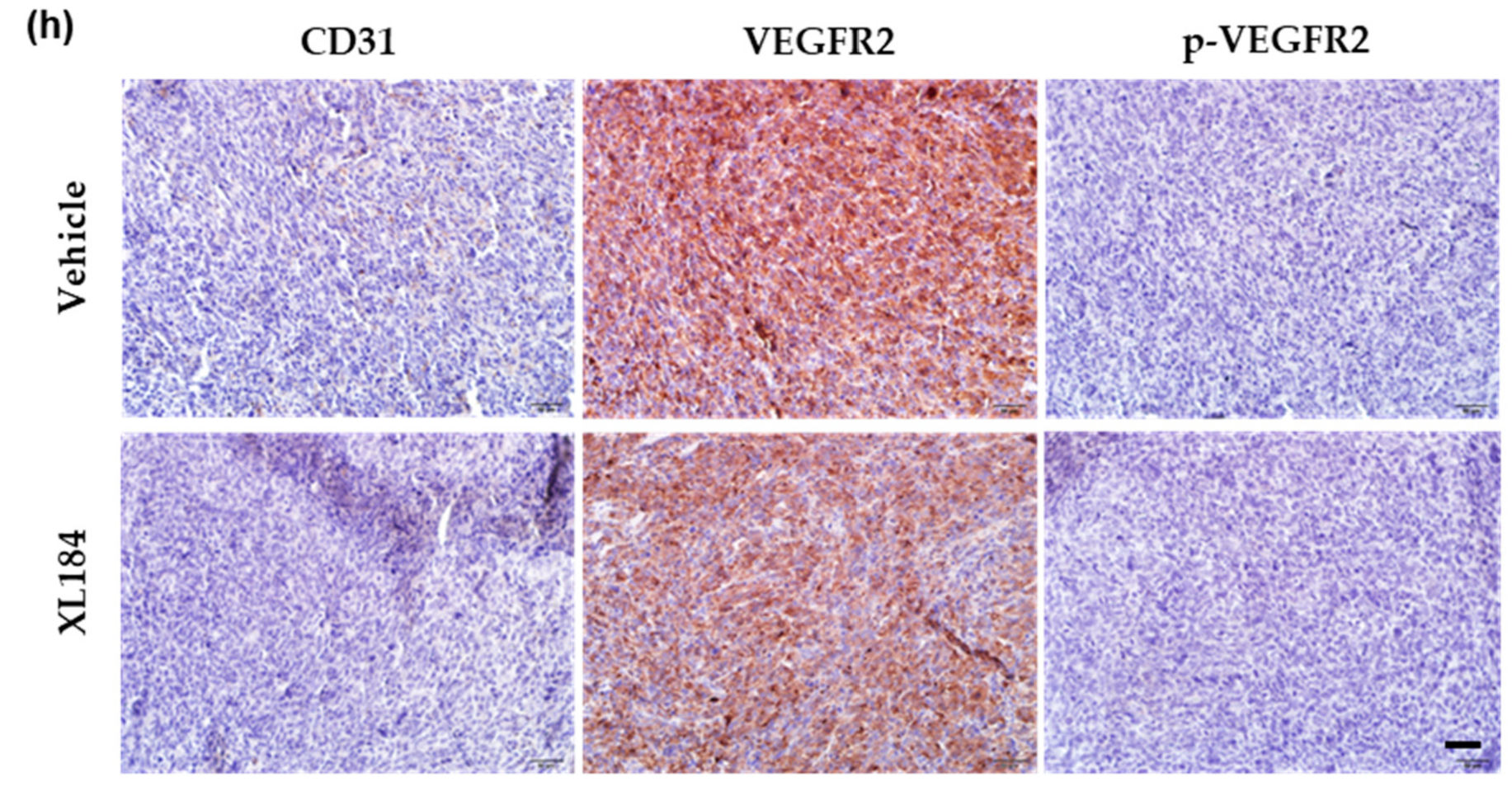 Cancers 14 06201 g006b Cancers 14 06201 g006b