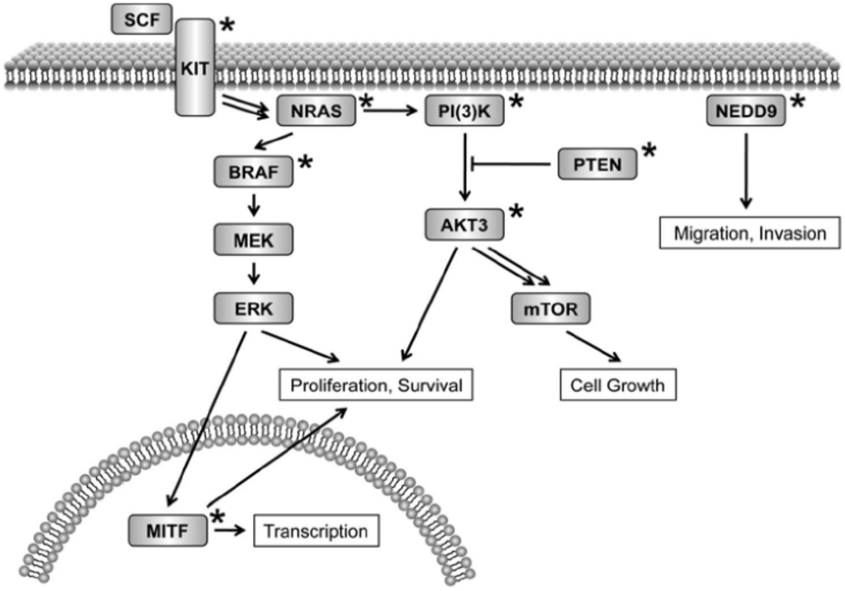 Cancers 14 06202 g001