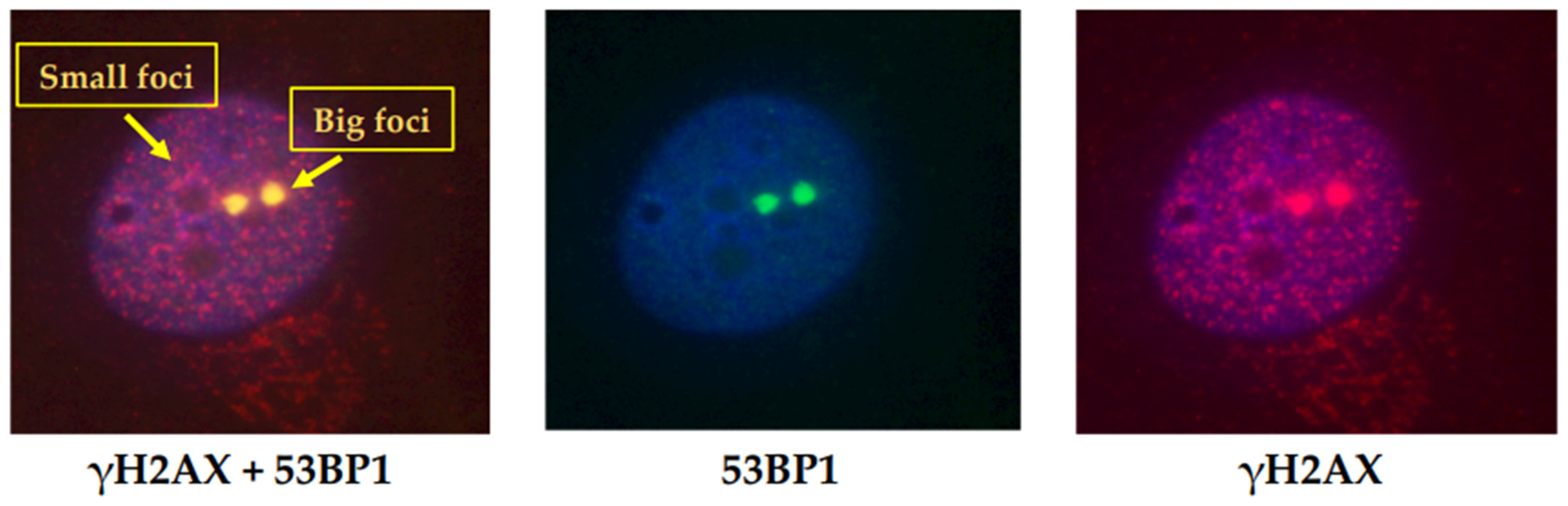 Cancers 14 06204 g004