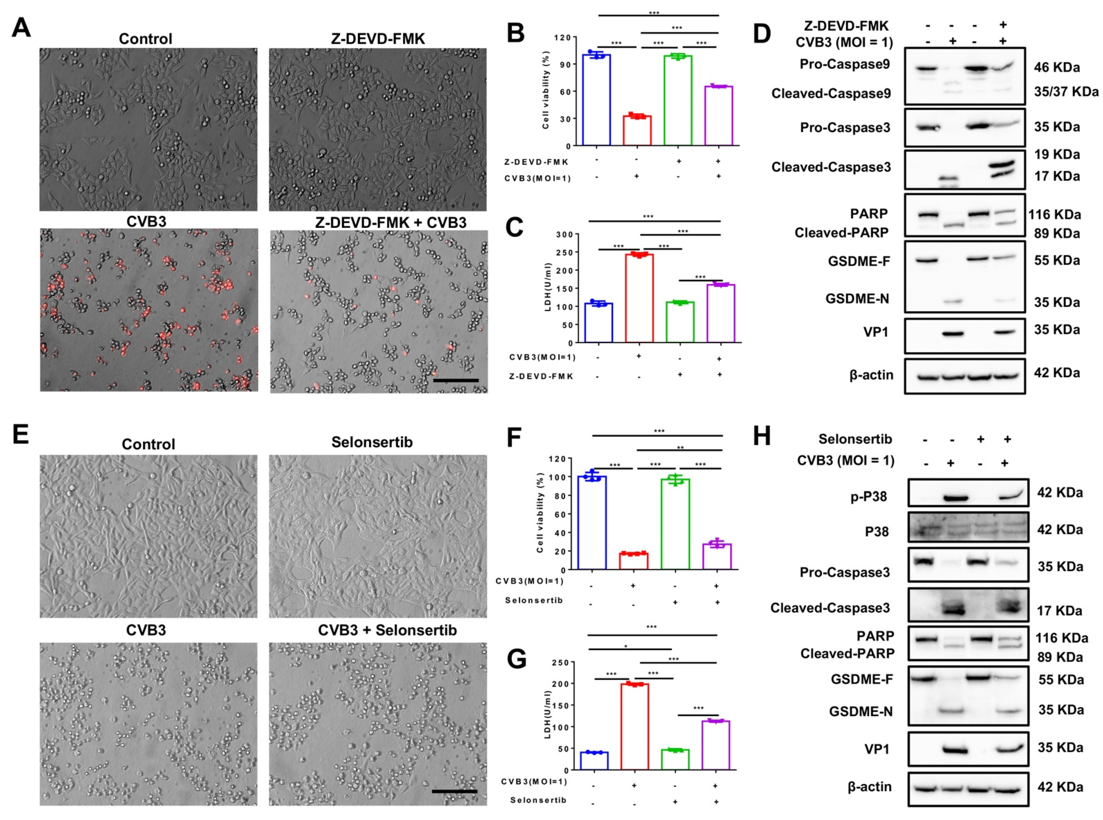 Cancers 14 06206 g005
